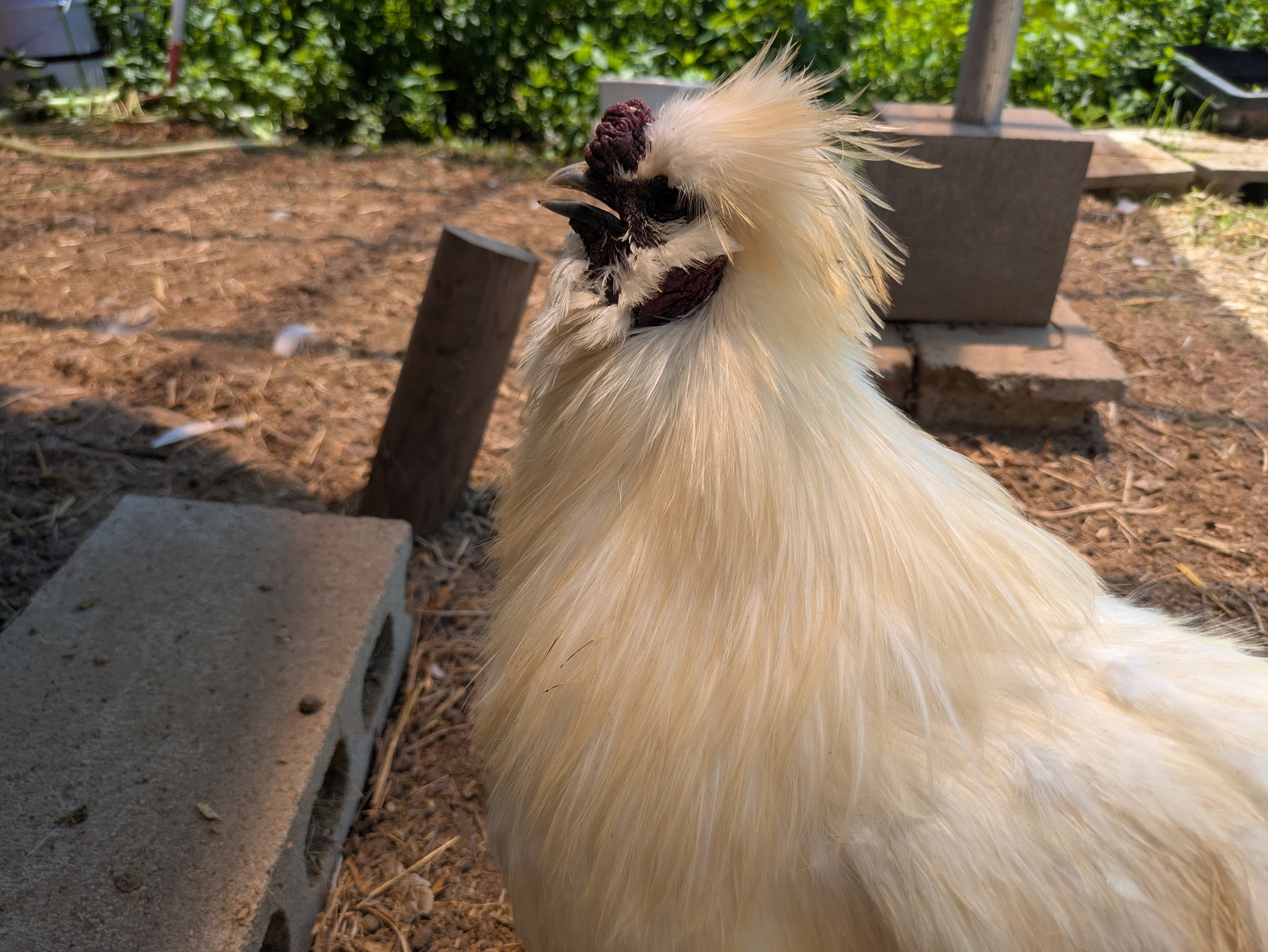 【ニワトリ！】 ニワトリが鳴く順番には法則があった！ | J-WAVE NEWS