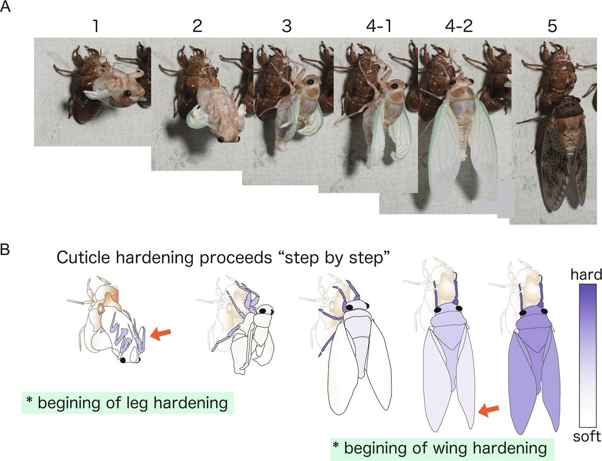自由研究】 セミの抜け殻｜りここ