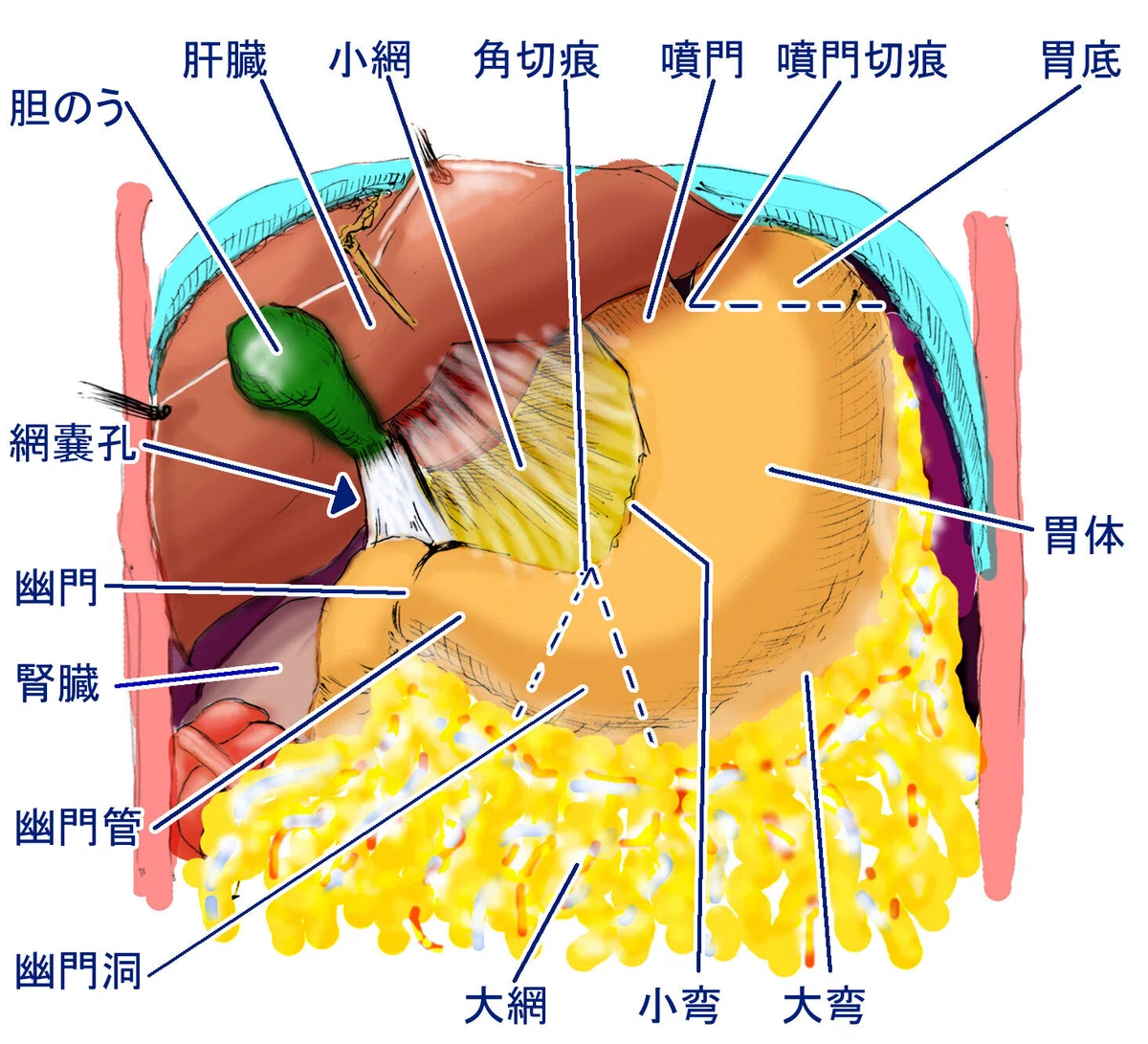からだのしくみ解説 サンプル 胃｜100年使える解剖生理