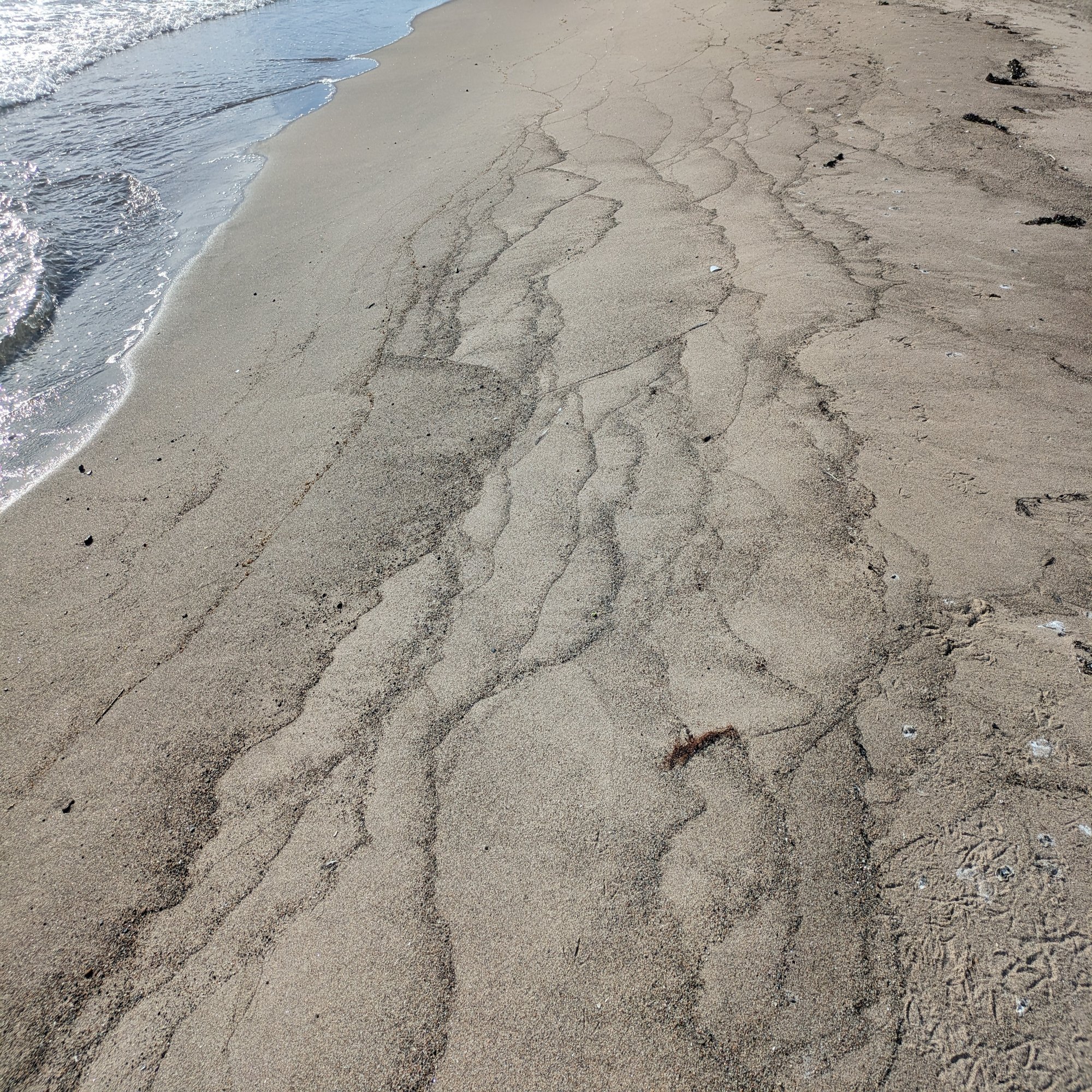 夏休み自由研究】鹿磯海岸でいろいろな模様を観察しよう｜roadexplorer