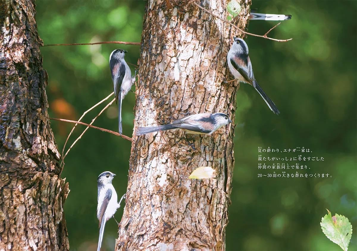 かわいいだけでなく、生きざまが興味深いふわふわな小鳥｜ブンイチ（文