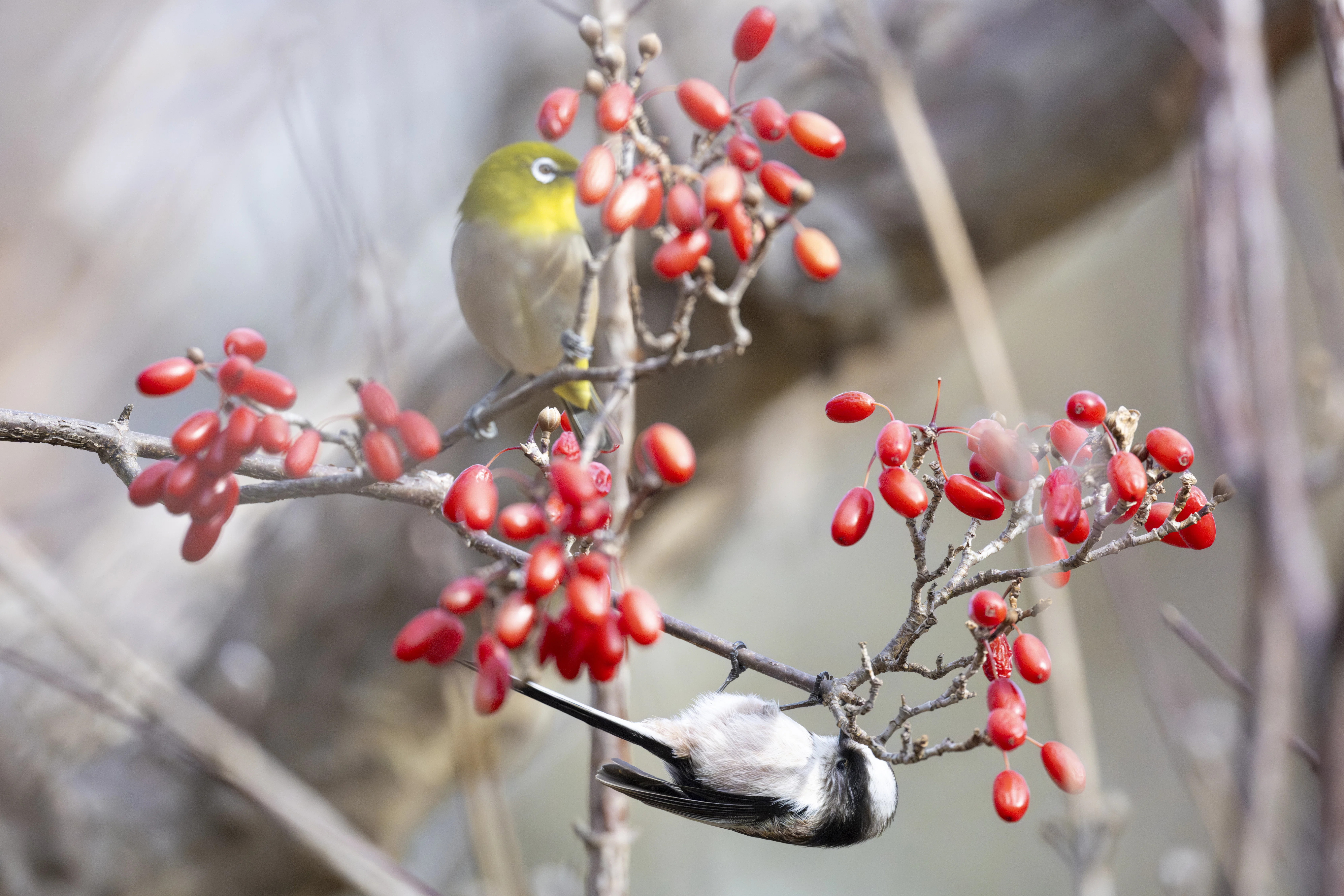 A fluffy little bird that is not only cute, but has a fascinating