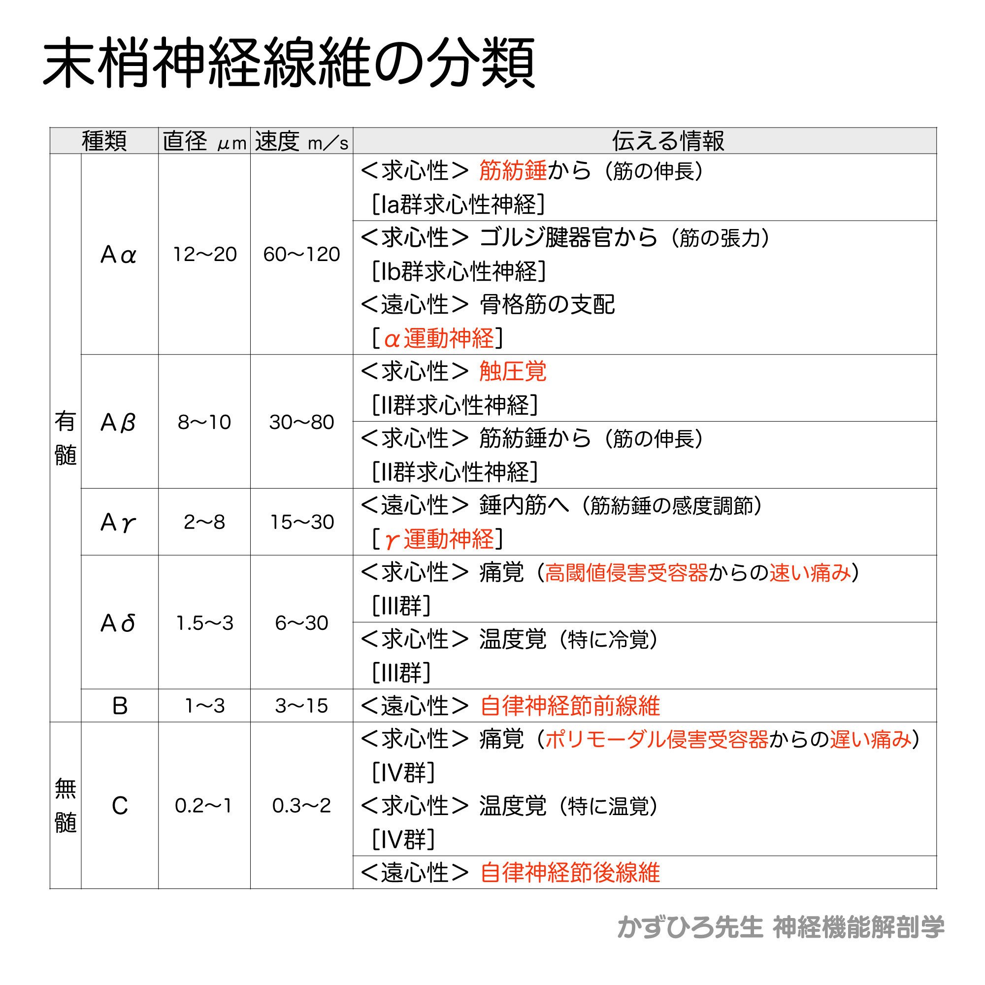 末梢神経線維の分類 ｜ やさしい神経解剖学｜かずひろ先生（黒澤一弘