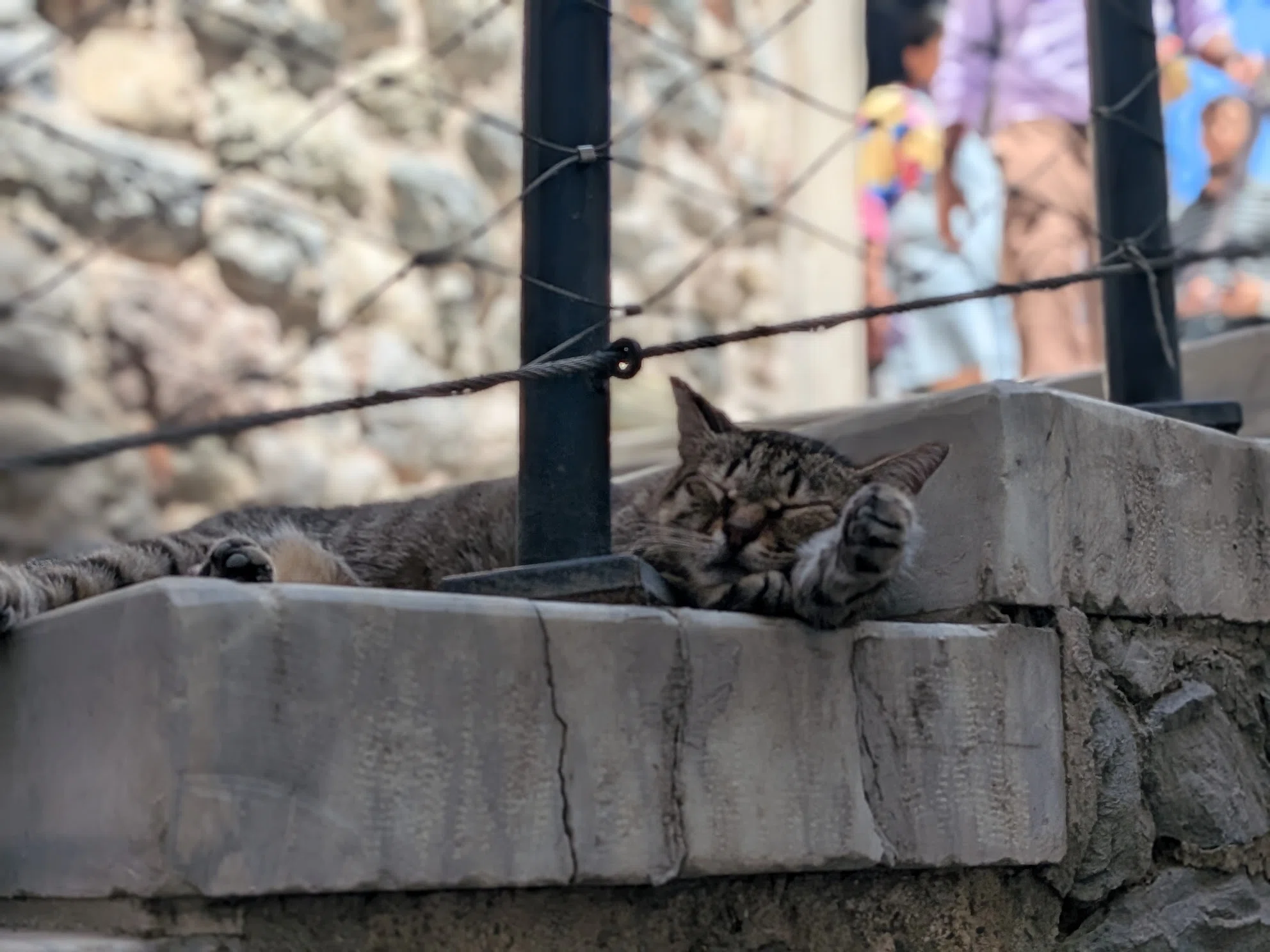イスタンブールは猫天国 - トルコ旅行の思い出 #3｜食塩出現 | 旅行記録
