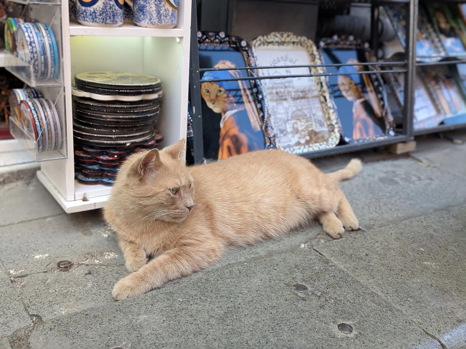 イスタンブールは猫天国 - トルコ旅行の思い出 #3｜食塩出現 | 旅行記録