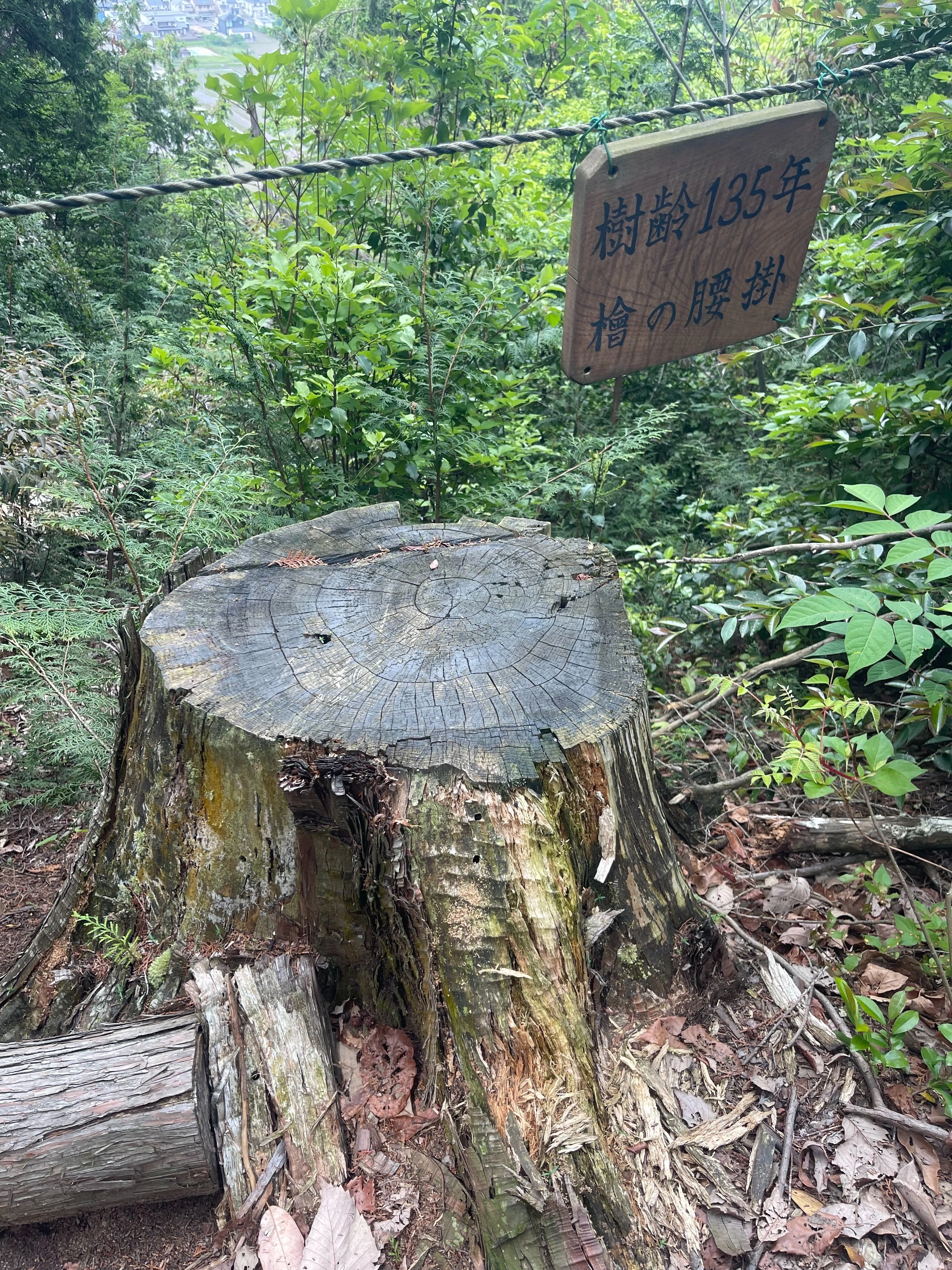 I climbed Sanno-yama in Seki City. 250725 Kato Blog｜鉄家具と暮らす