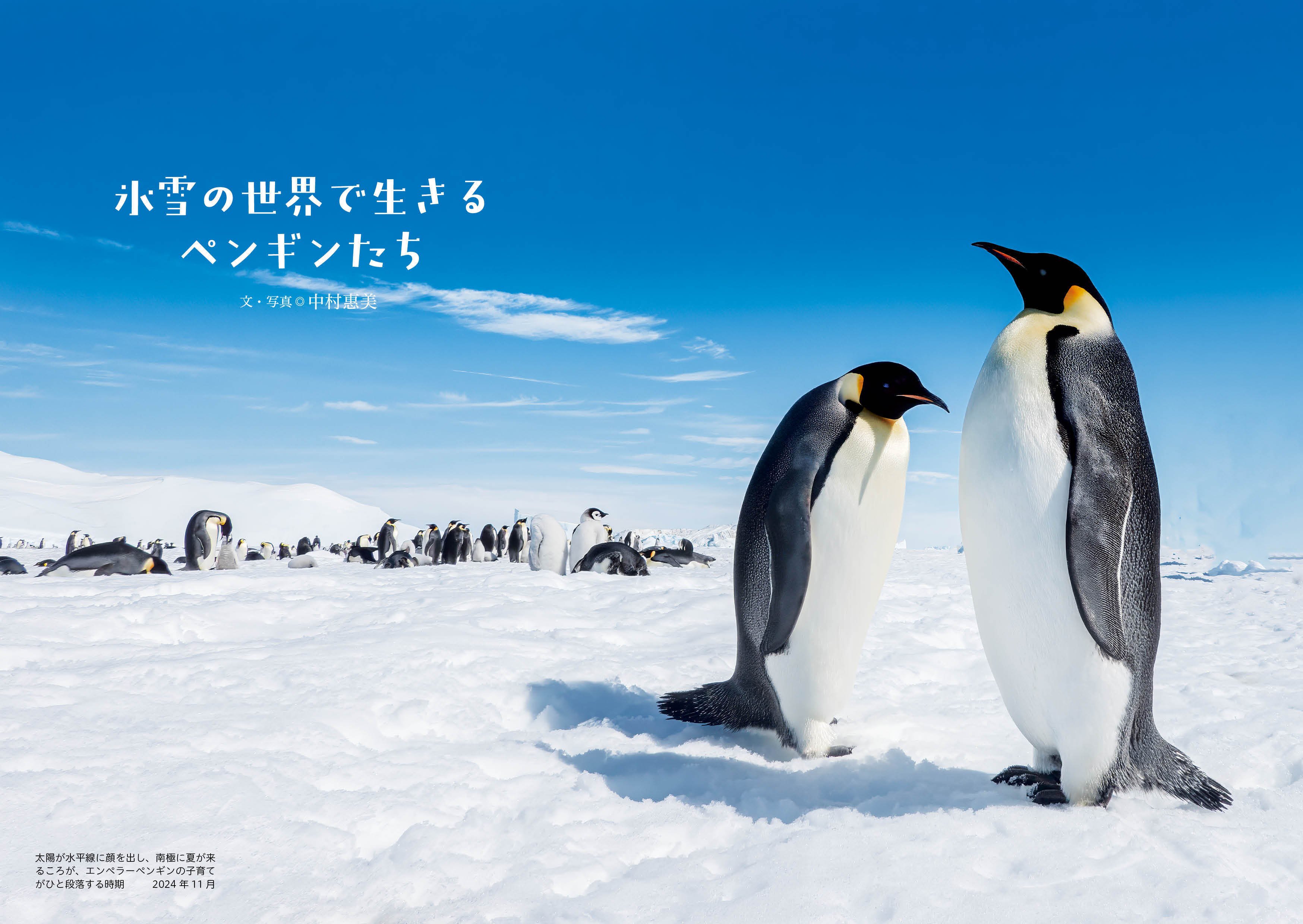 かわいいだけじゃない！ ペンギンの秘密に迫る本｜ブンイチ（文一総合