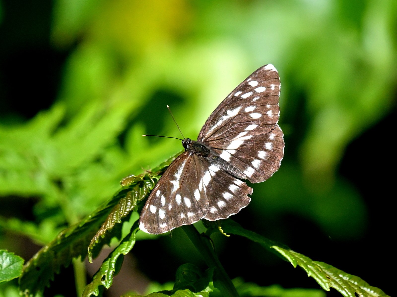 蝶日記】ご無沙汰オオミスジ｜Makoqujila_note