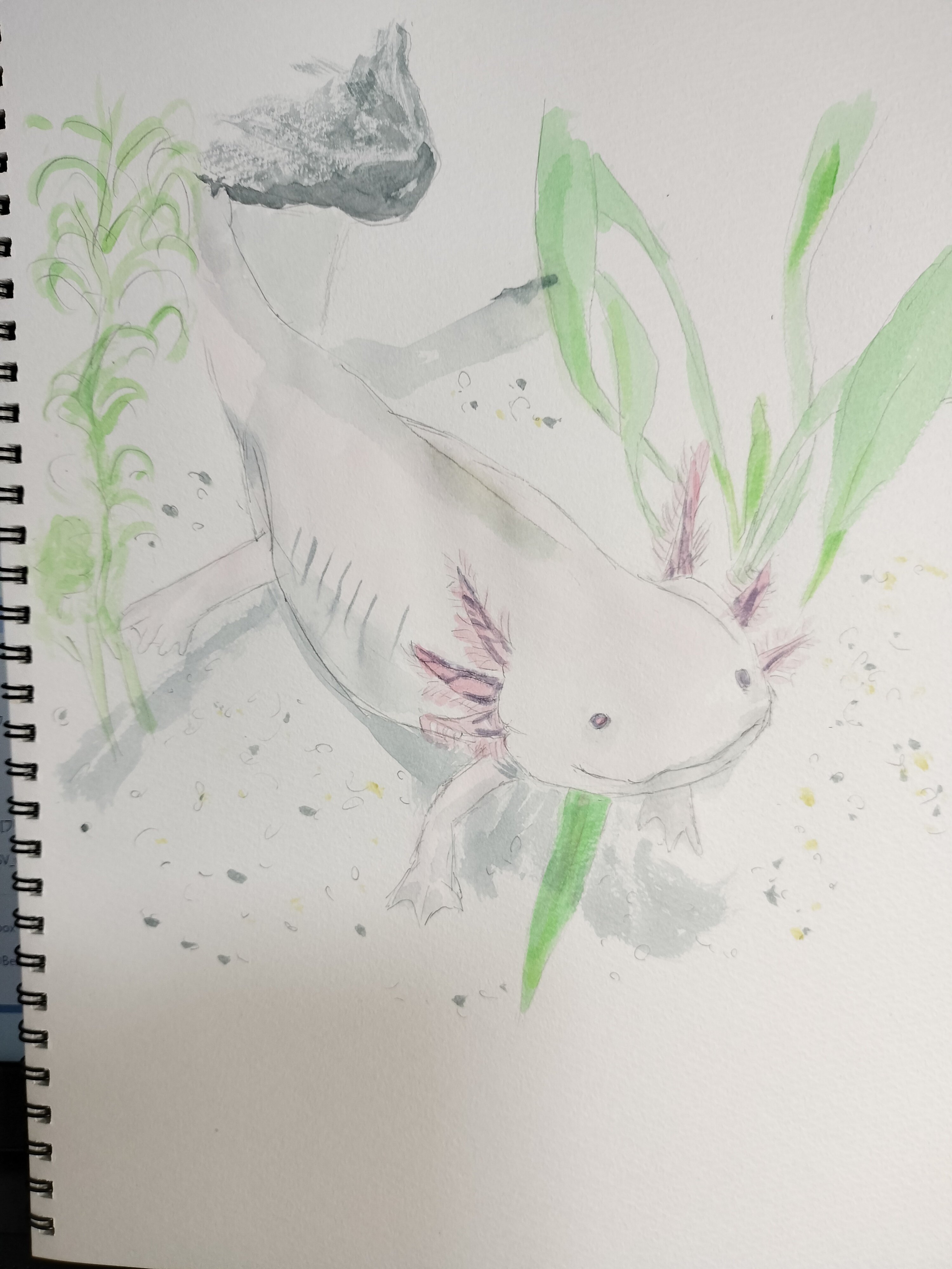 写真模写 6.ウーパールーパー｜Digging the Sky