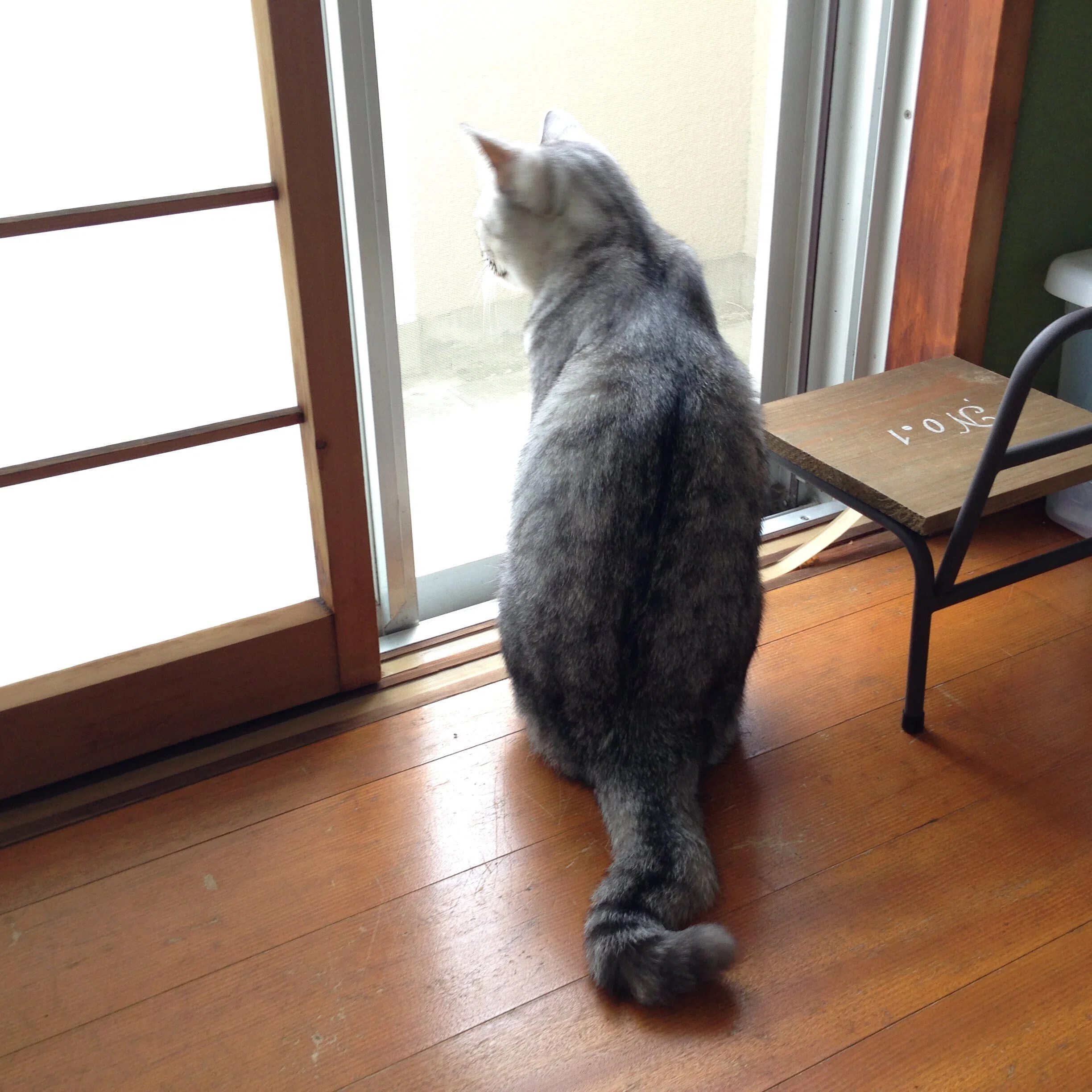 猫の障子破りがまさかの警察沙汰に…ご近所さんに通報されてしまった