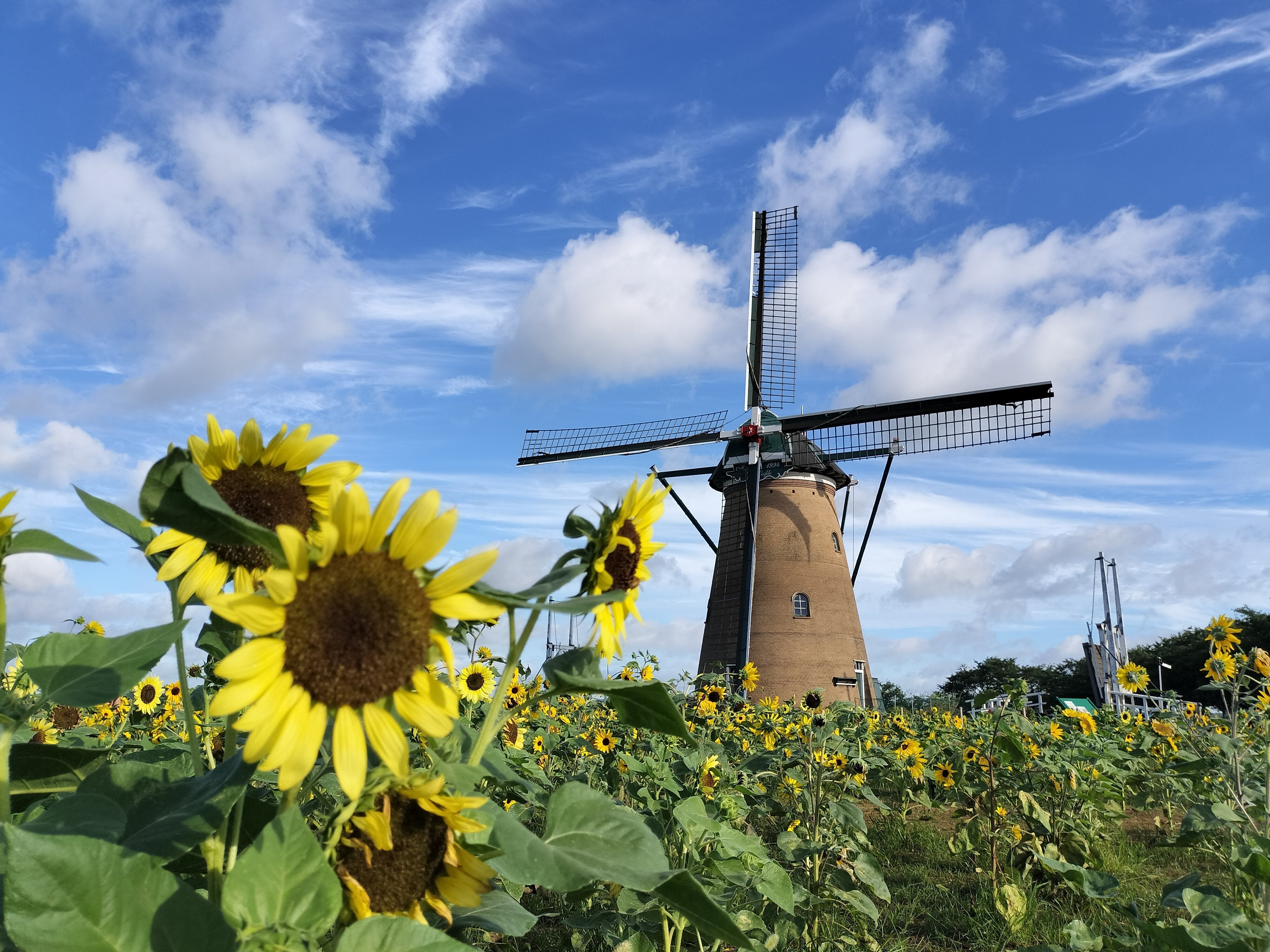 佐倉ふるさと広場のひまわり（千葉県佐倉市）｜まる