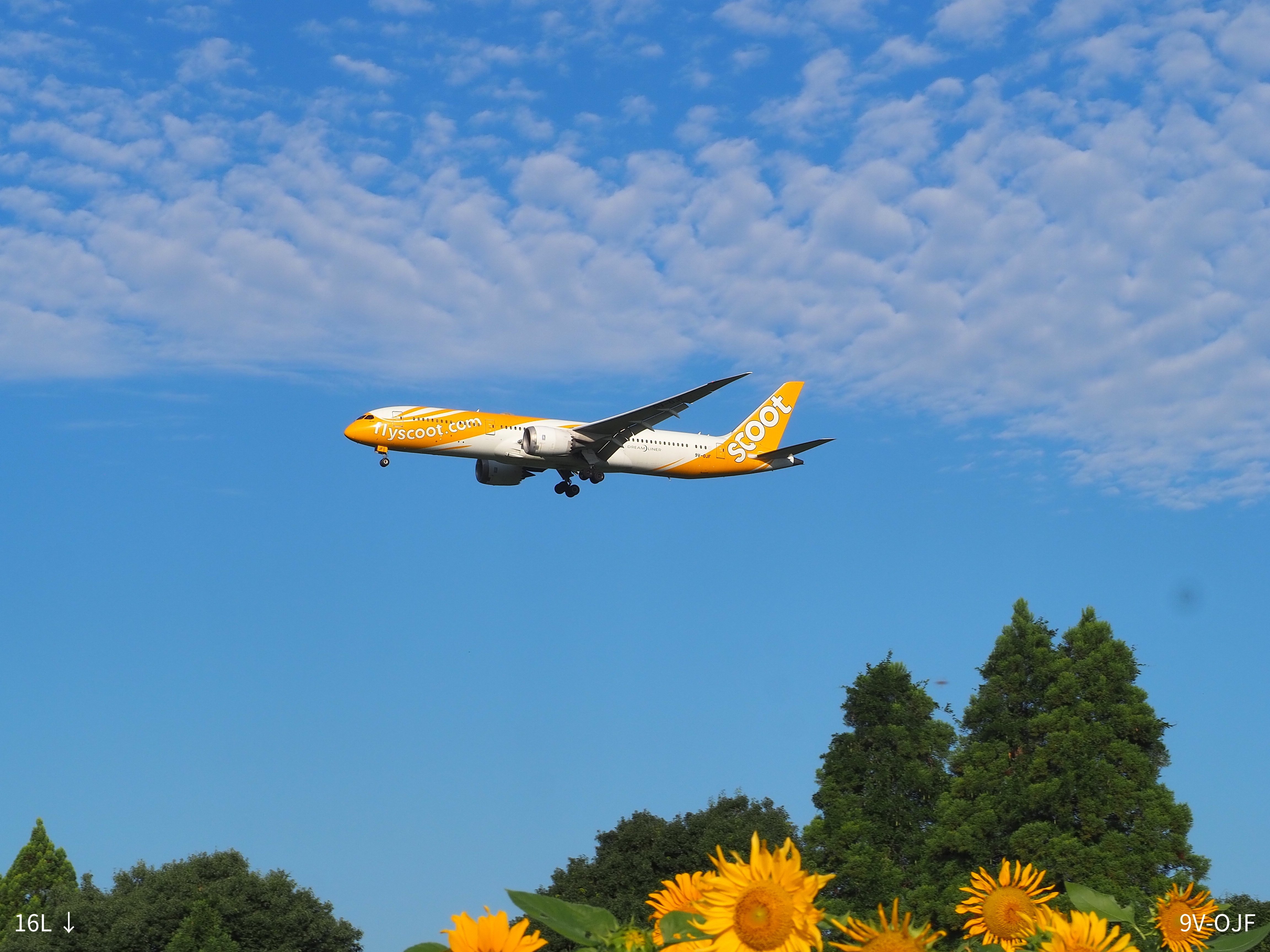 ひまわり NRT RJAA 成田国際空港 ひまわりと飛行機｜Hisa126