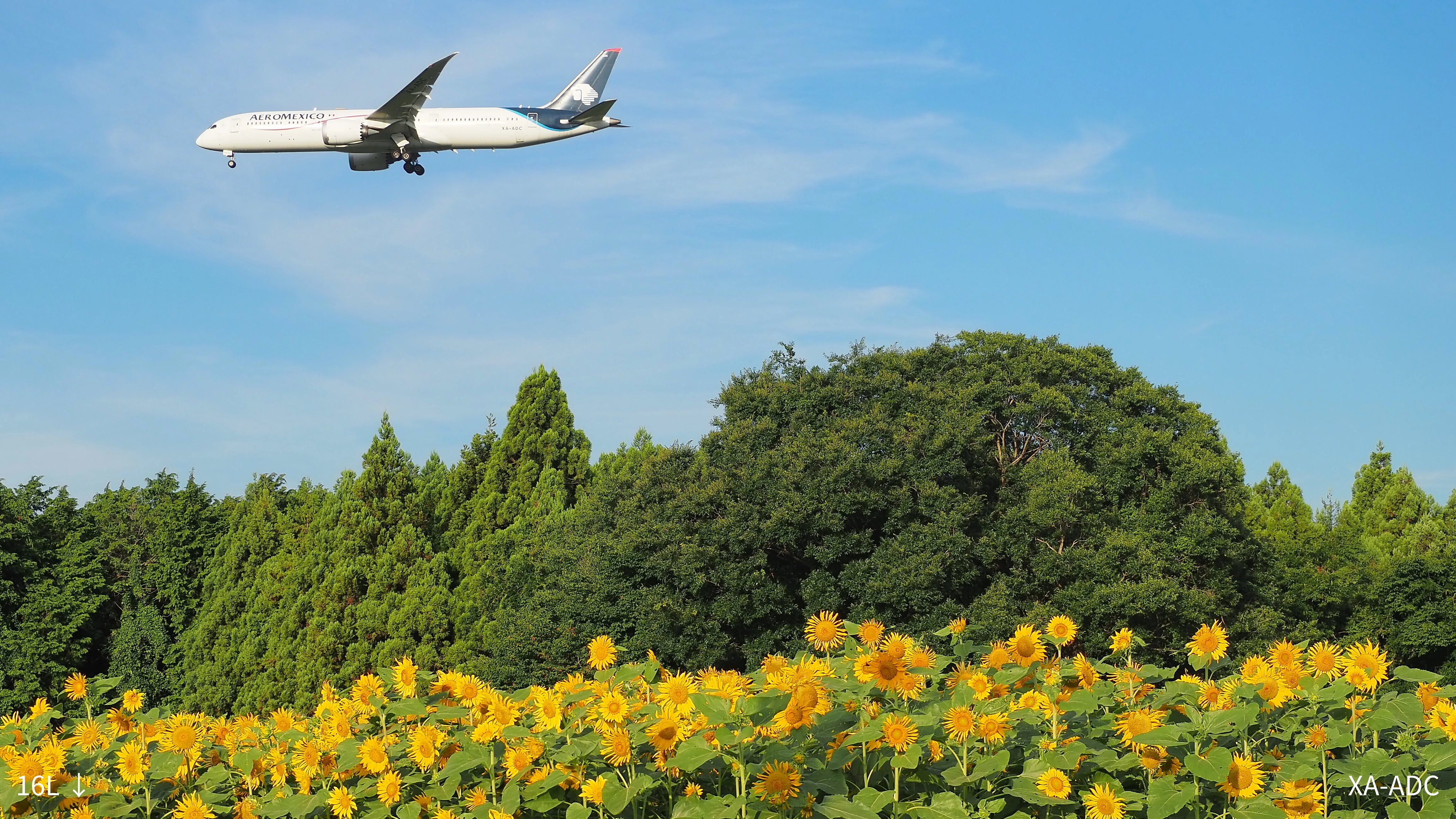 NRT RJAA 成田国際空港 ひまわりと飛行機｜Hisa126