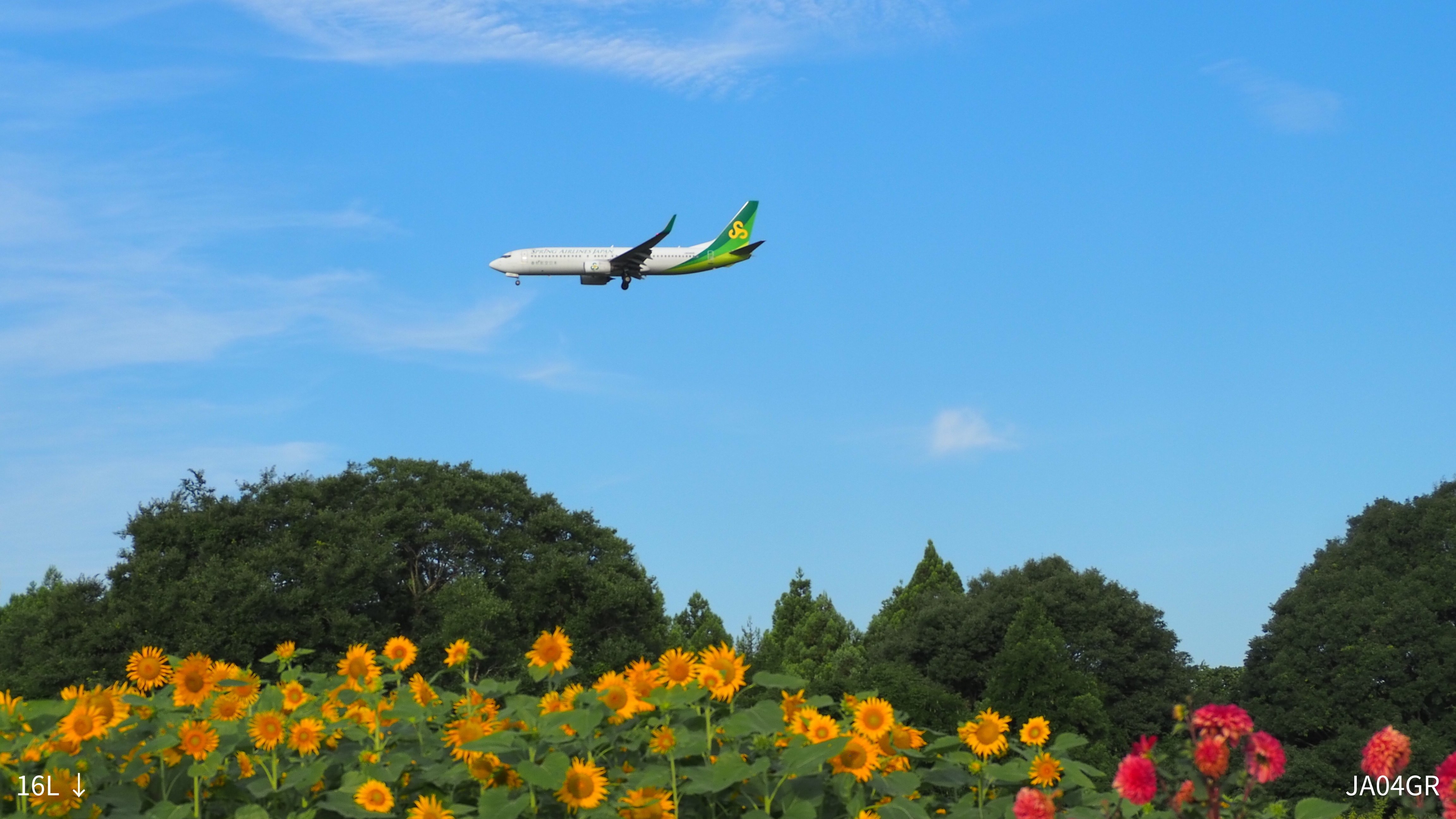 NRT RJAA 成田国際空港 ひまわりと飛行機｜Hisa126