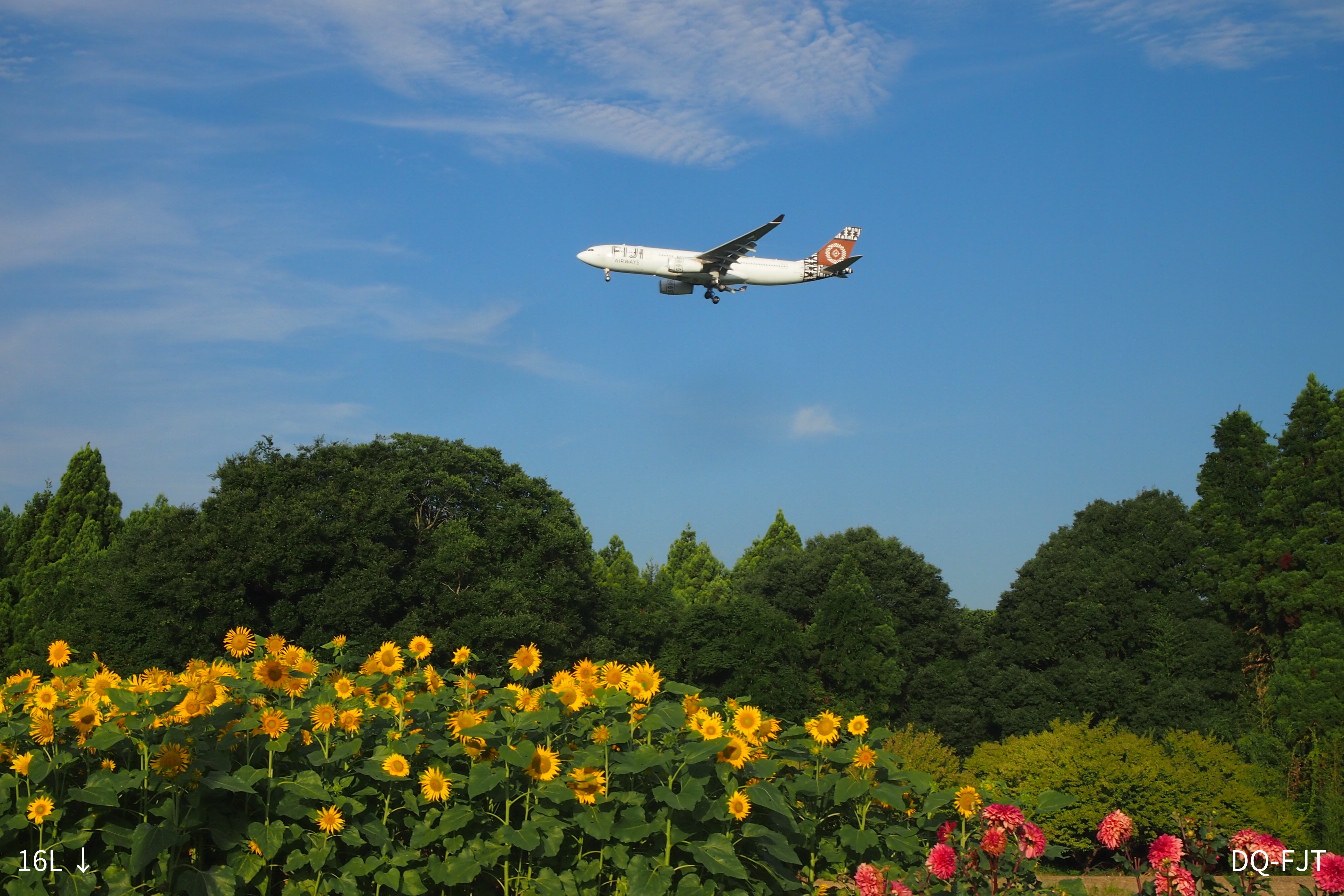 NRT RJAA 成田国際空港 ひまわりと飛行機｜Hisa126