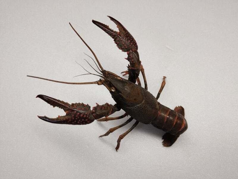 ザリガニの抜け殻から剥製を作ってみた｜魚道部！/ 剥製師 力石眞弘