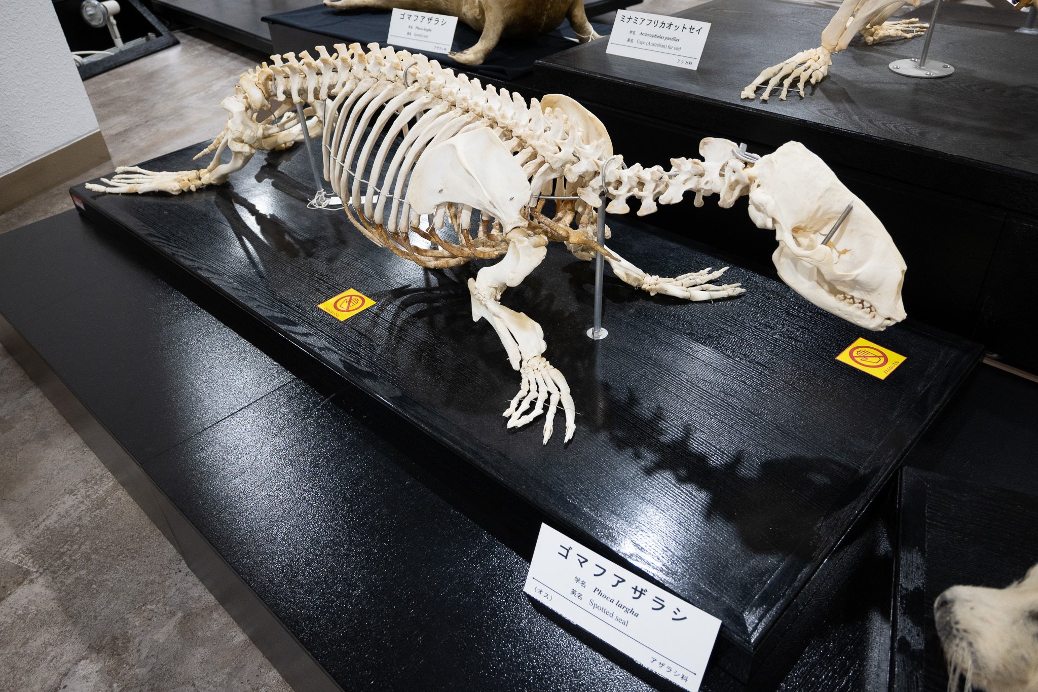 アブラツノザメ 骨格標本 幻のメガマウスザメ、世界初の全身骨格を展示 - YouTube