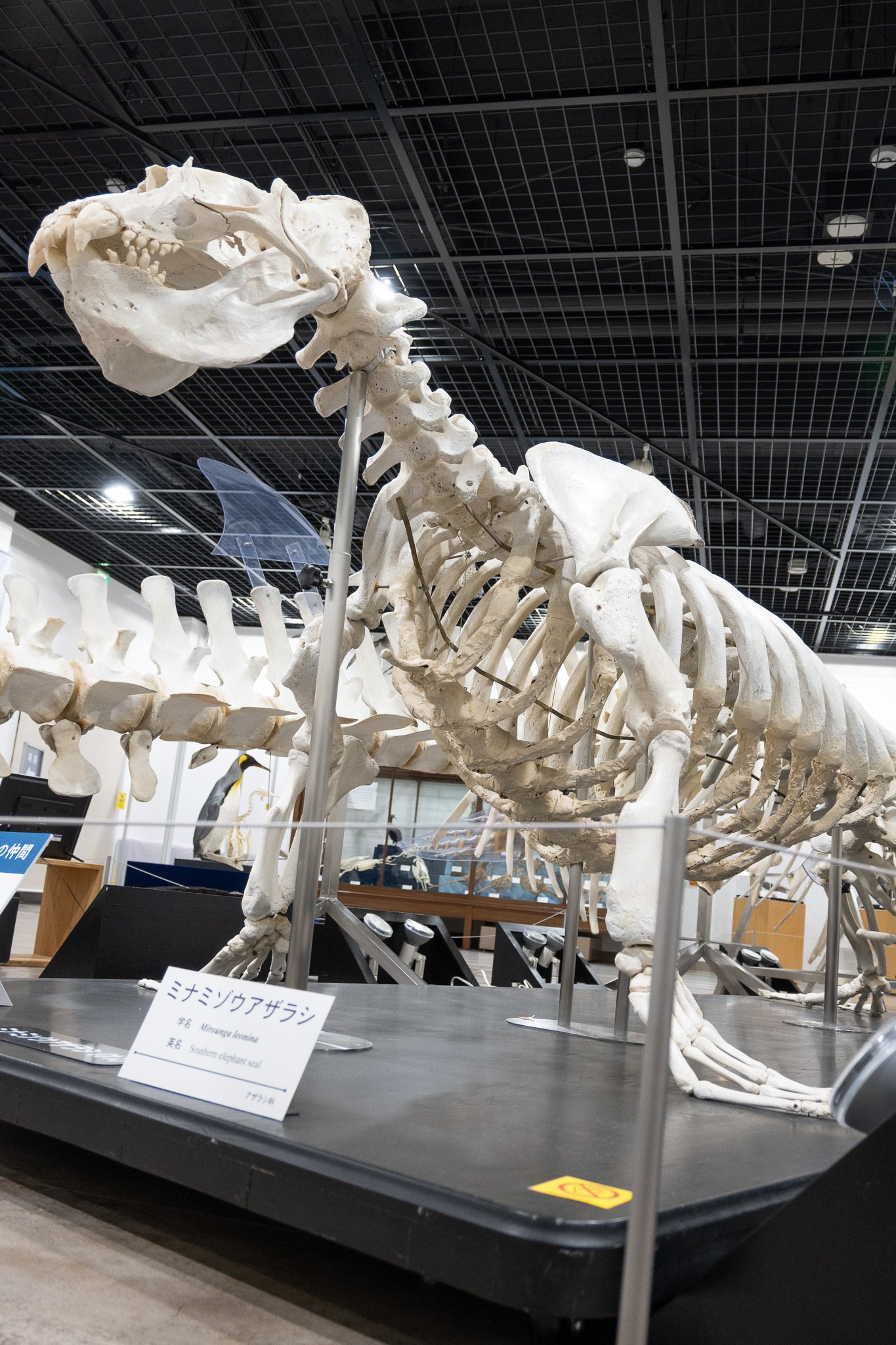 骨の博物館に行ってきた｜ヒロサキ