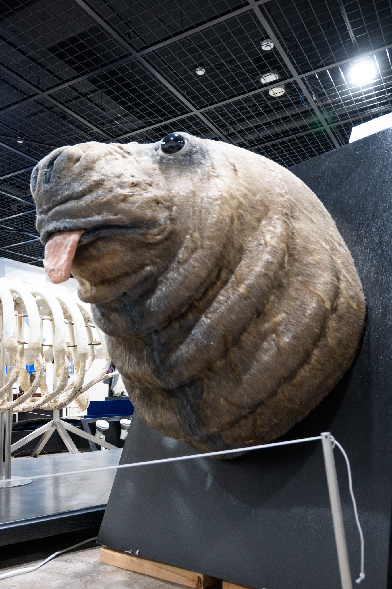 骨の博物館に行ってきた｜ヒロサキ