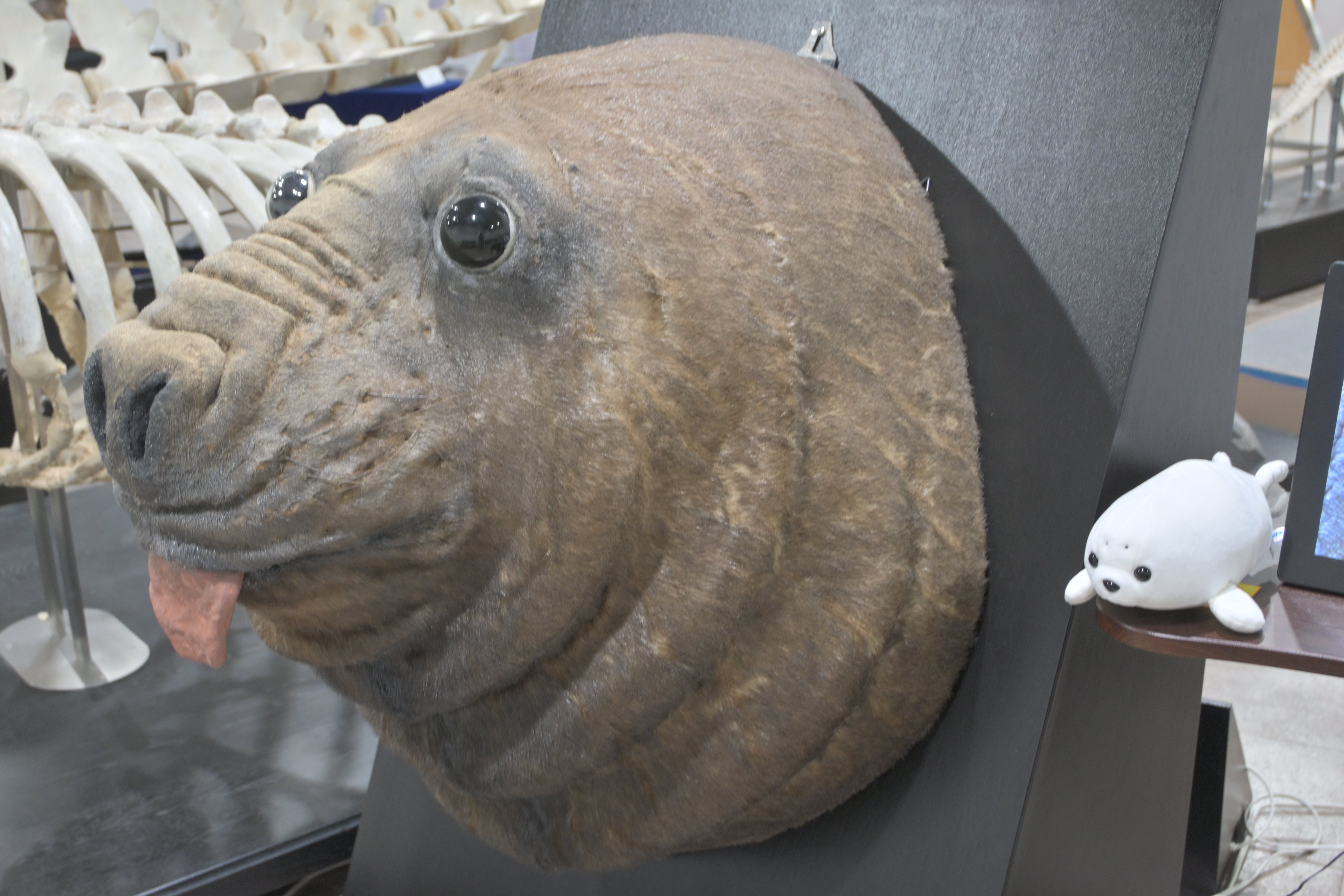 骨の博物館に行ってきた｜ヒロサキ