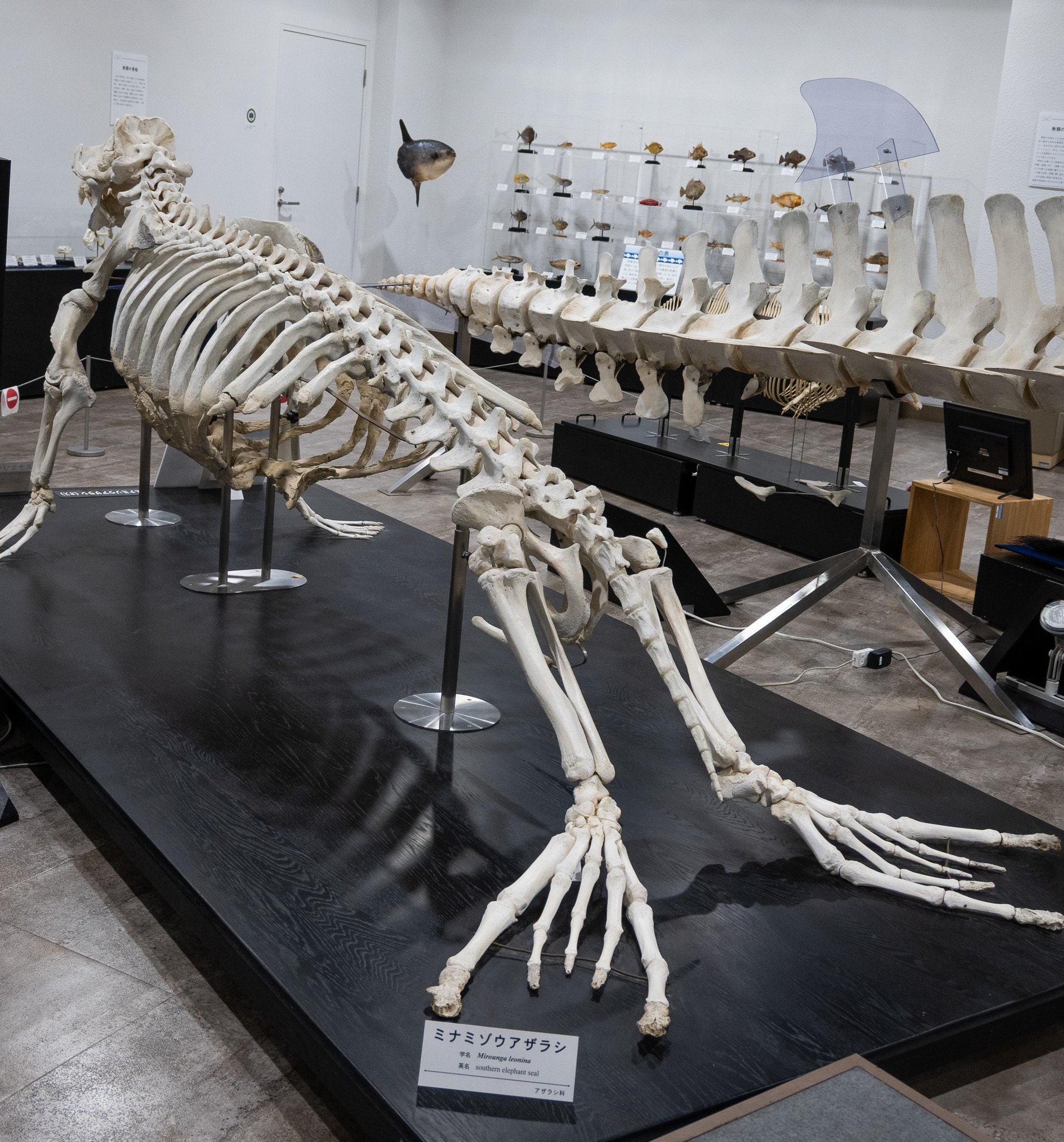 海獣の骨 ほねのおと』のニューフェイスたち｜マリンワールド海の中道