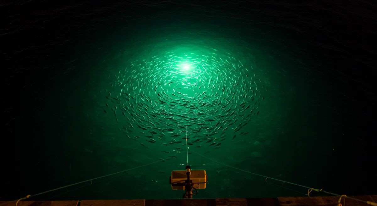 集魚灯の光に寄ってきた大量の魚