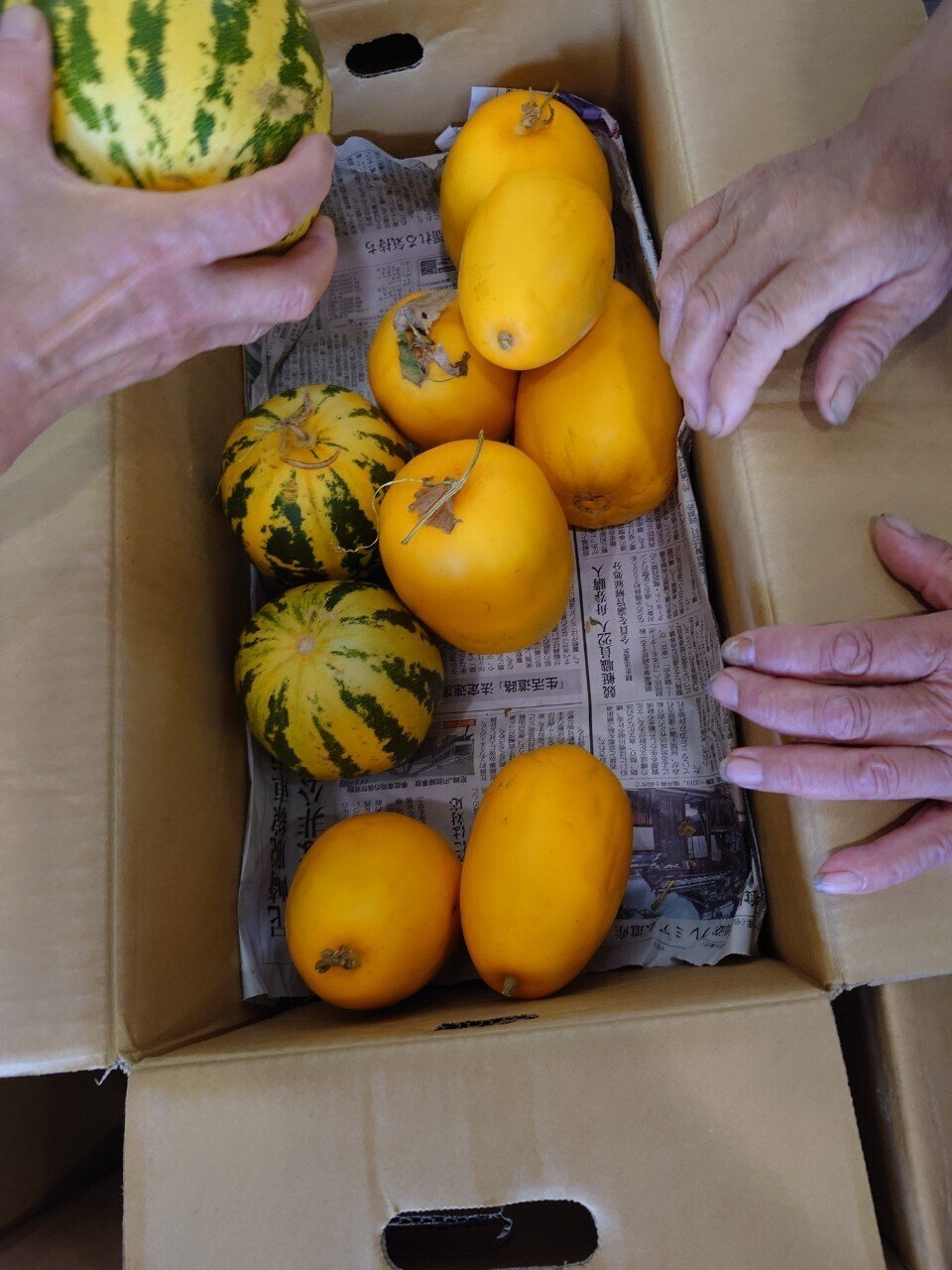 ウリメロン様 ウリメロン様 マクワウリ - Wikipedia