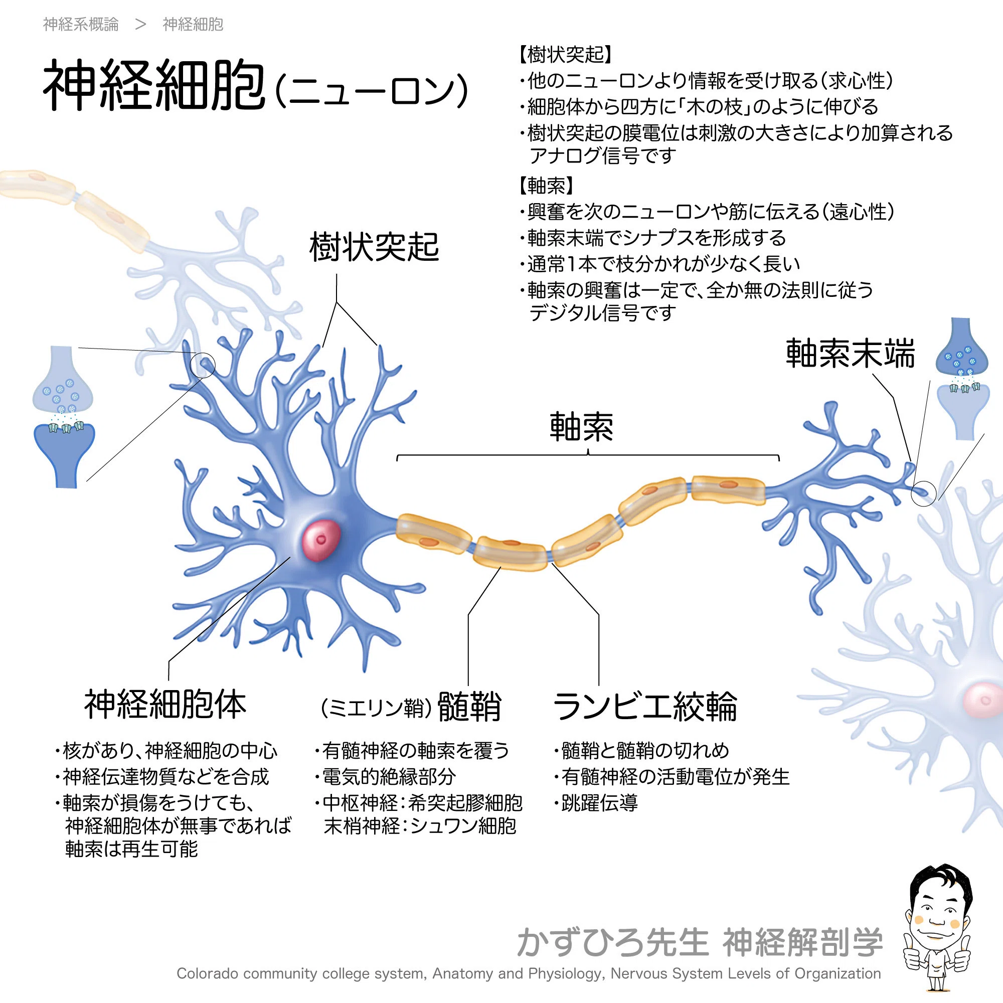 ニューロンの構造｜かずひろ先生（黒澤一弘｜解剖×教育×AI）