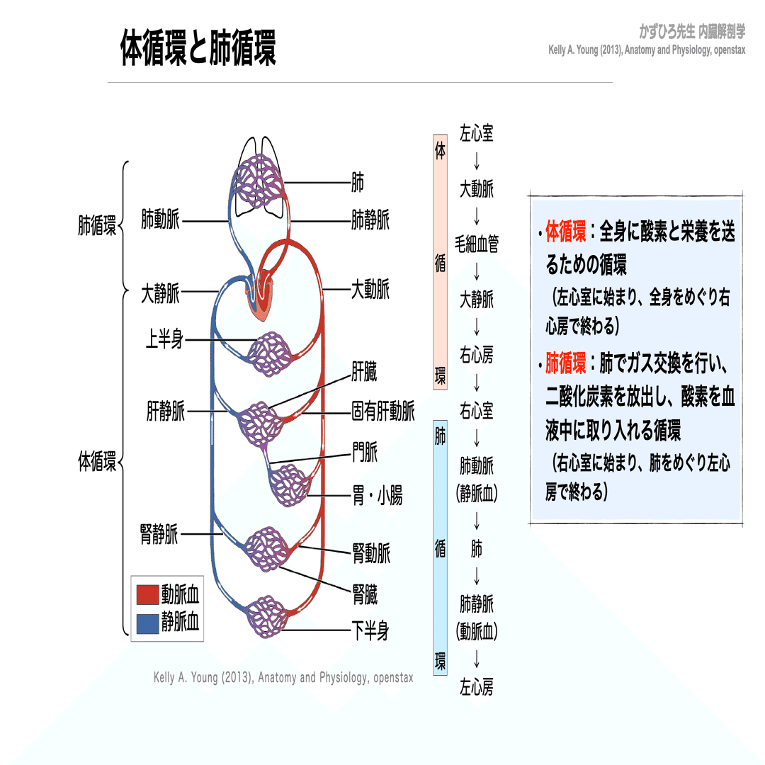 解剖夏期講習 8/5 循環器系① 血管系、心臓、動脈、静脈｜かずひろ先生