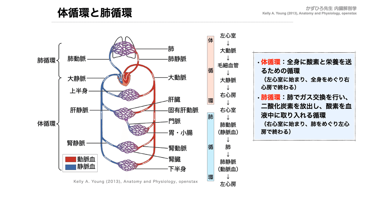 解剖夏期講習 8/5 循環器系① 血管系、心臓、動脈、静脈｜かず