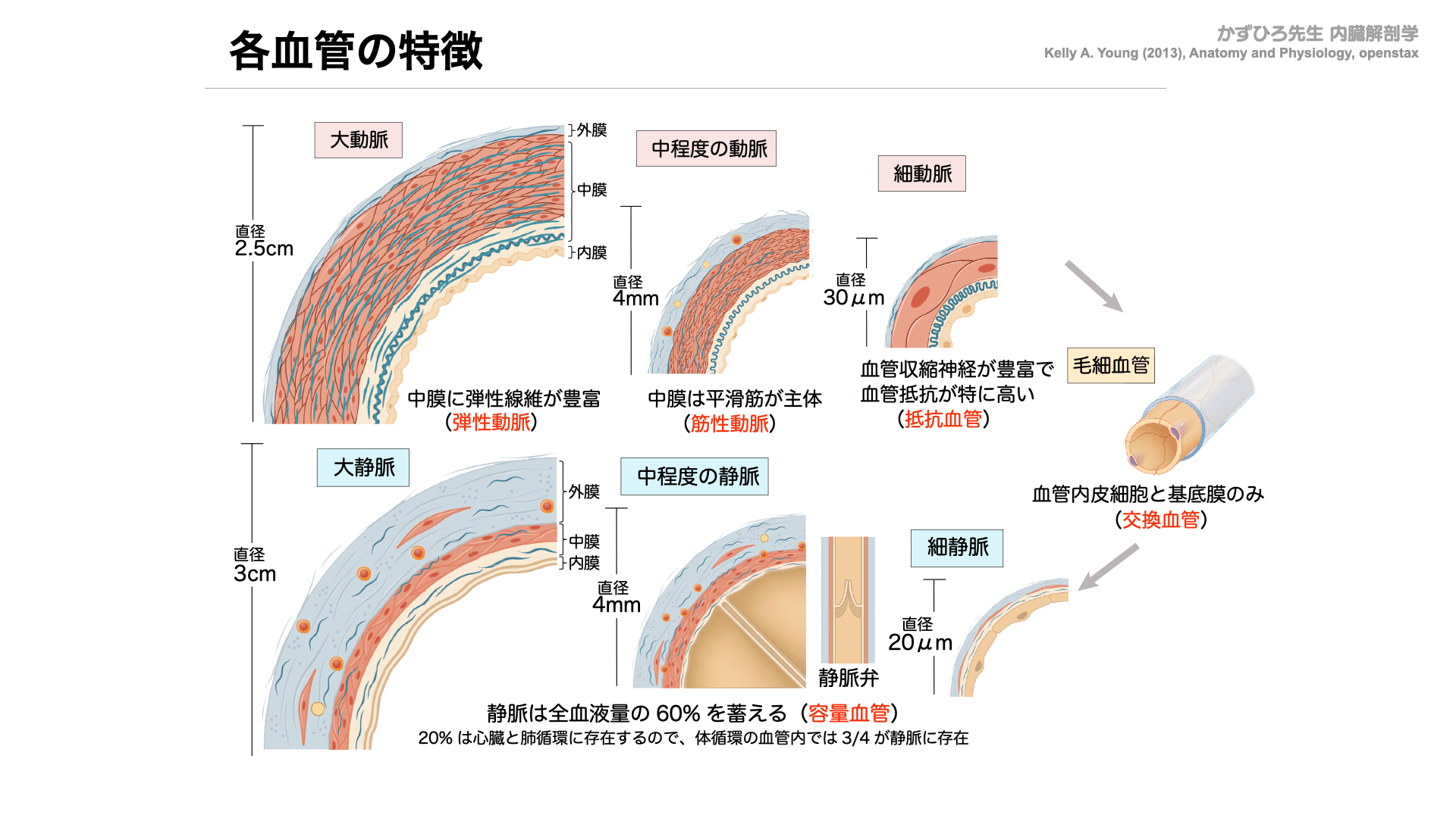 解剖夏期講習 8/5 循環器系① 血管系、心臓、動脈、静脈｜かずひろ先生