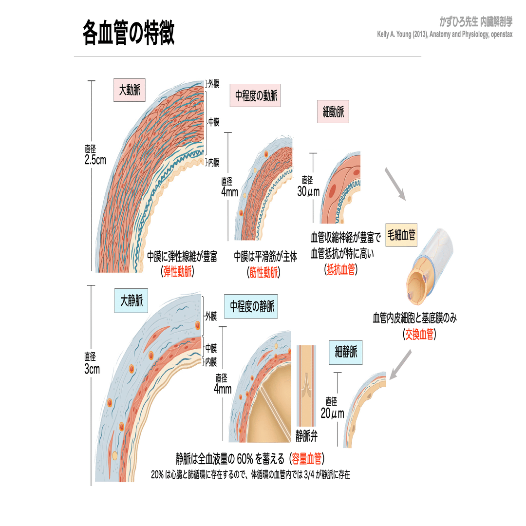 解剖夏期講習 8/5 循環器系① 血管系、心臓、動脈、静脈｜かずひろ先生