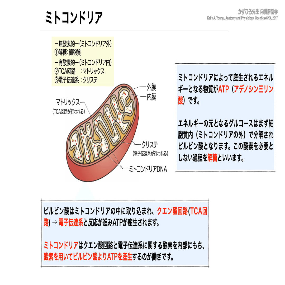 組織学 新編 カラーアトラス組織・細胞学／医歯薬出版株式会社