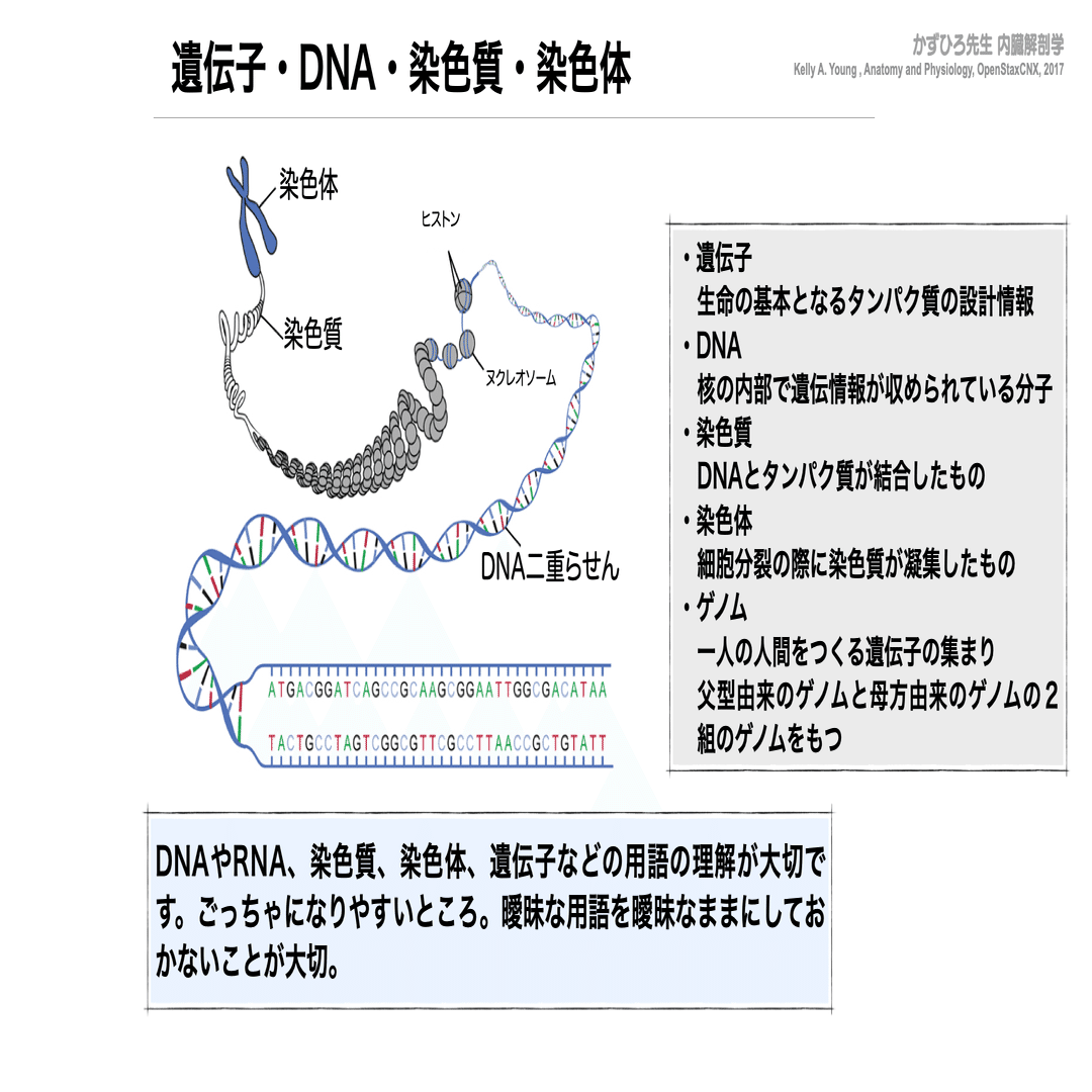 組織学 ウィーター 図説で学ぶ機能組織学 原著第6版 | Geraldine O'Dowd