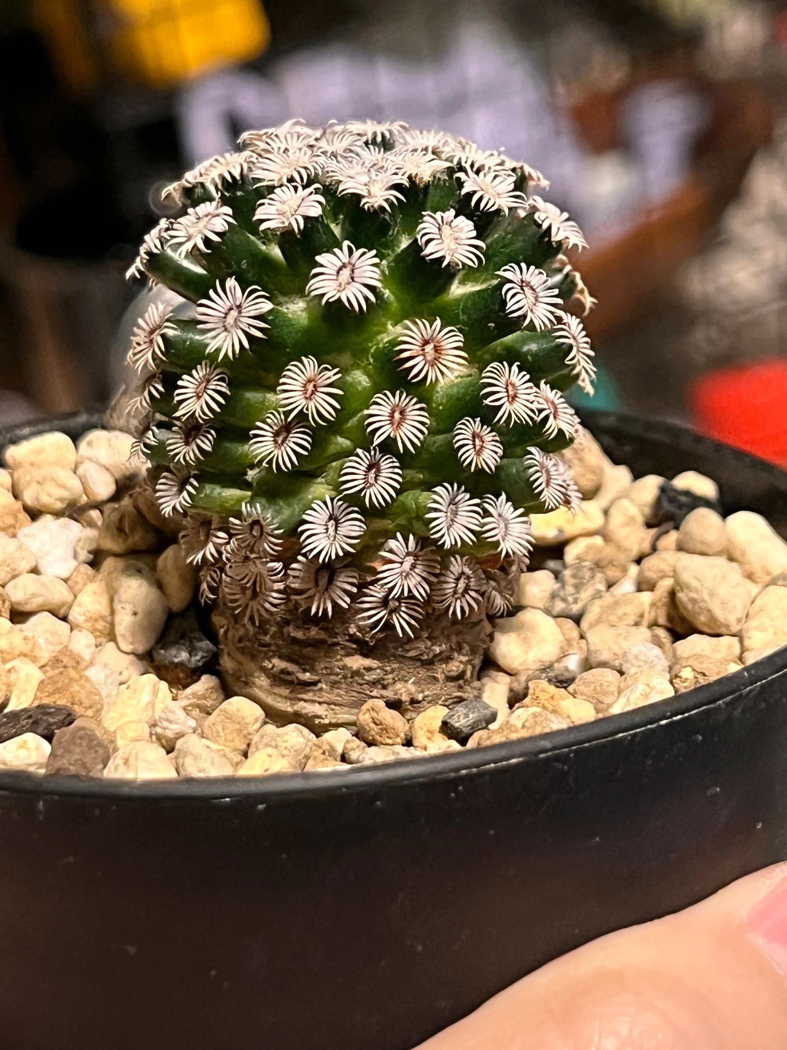 中古 サボテン 現状 サボテンに何ヶ月も水やりしてないんだよね。助ける方法ってある？ : r