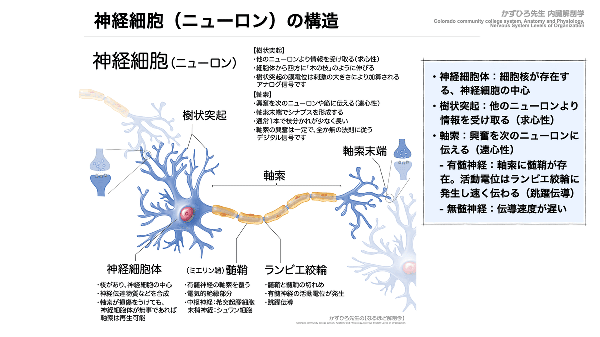 実習解剖学 黒澤一弘（かずひろ）解剖学IT教育・指圧師・ラダック على X