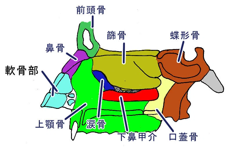 からだのしくみ解説 呼吸器2 鼻・鼻腔｜100年使える解剖生理