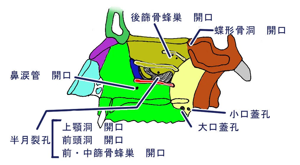 からだのしくみ解説 呼吸器2 鼻・鼻腔｜100年使える解剖生理