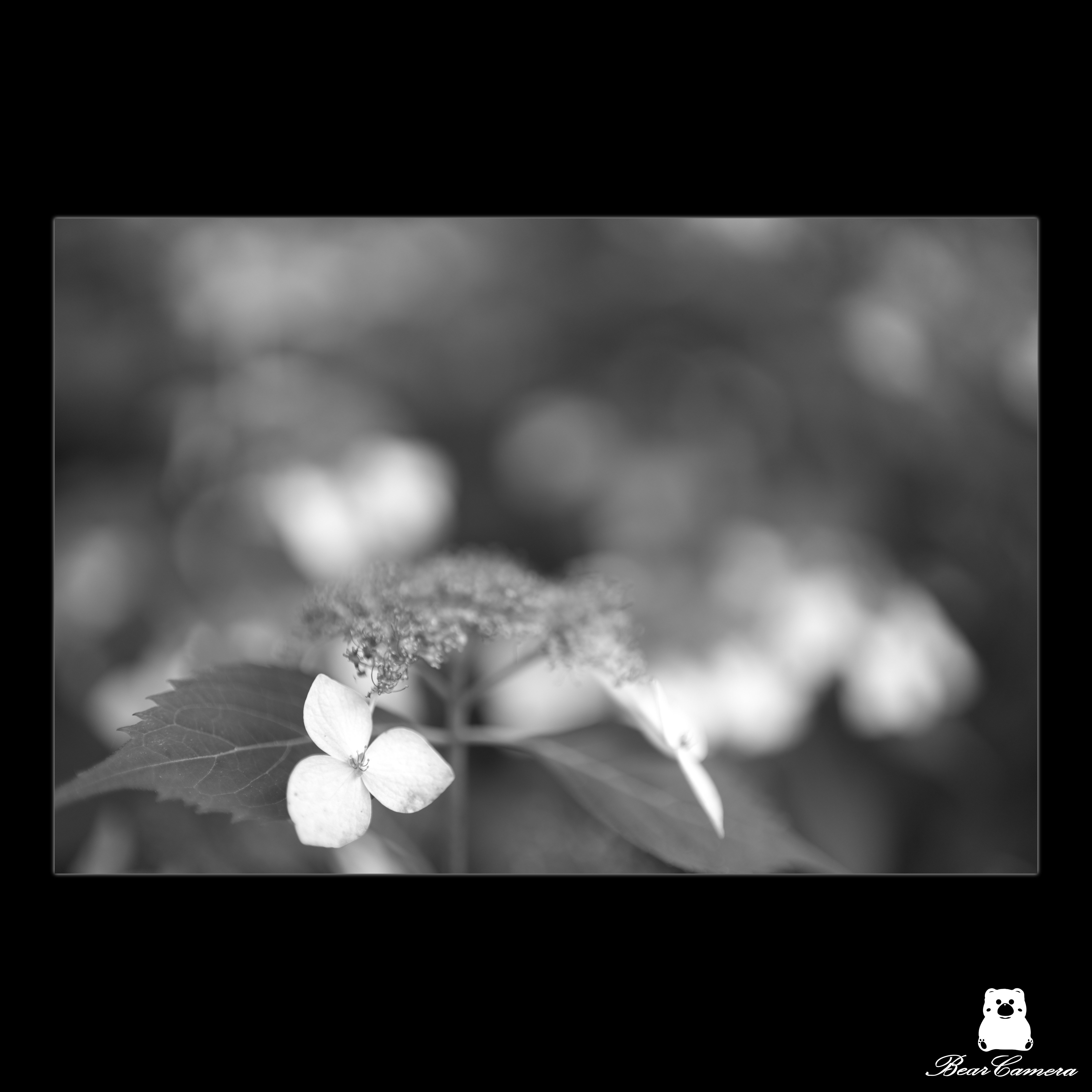 紫陽花｜くまかめら