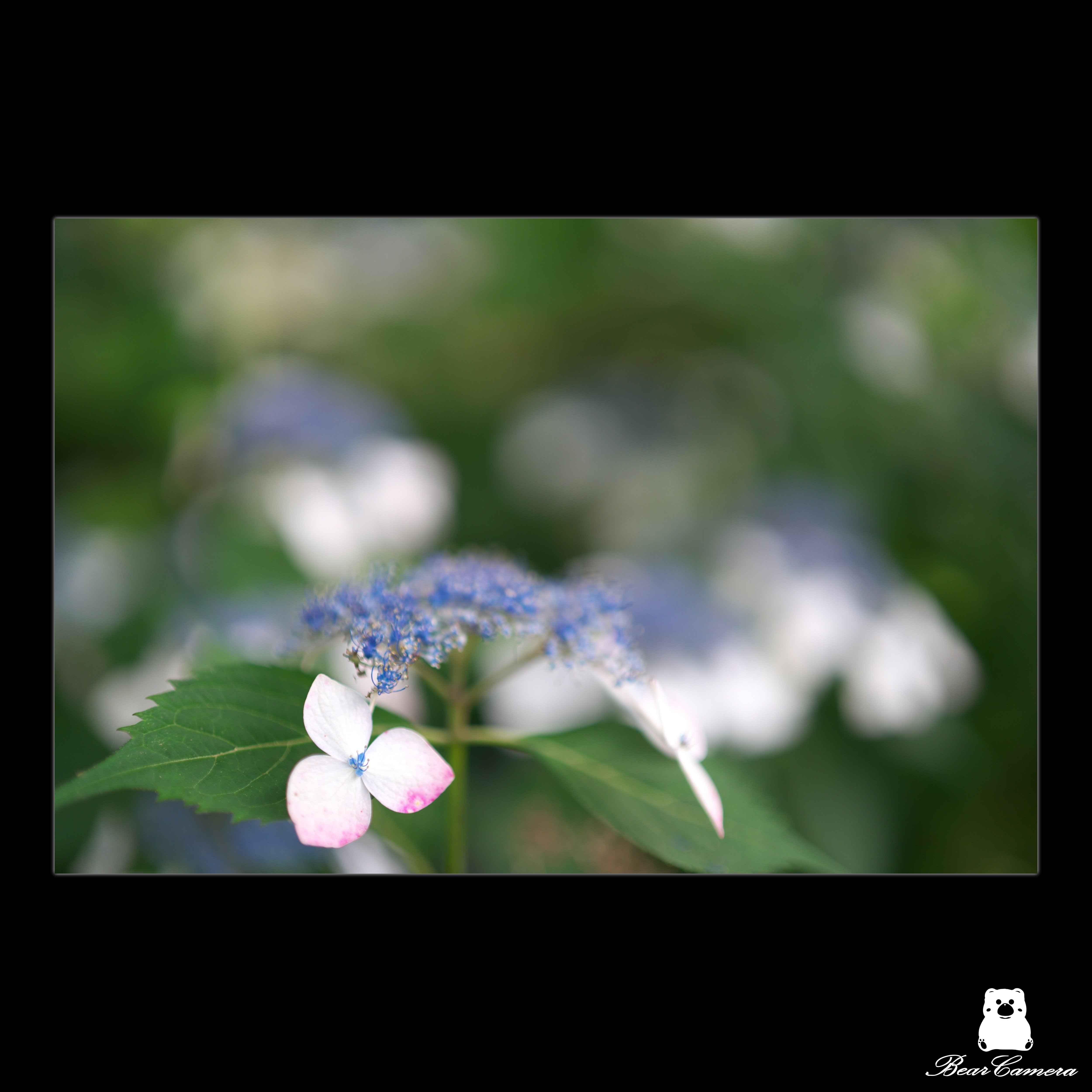 紫陽花KAMIKA 文京区あじさいまつり💠 白山神社⛩️ カラフルな紫陽花が