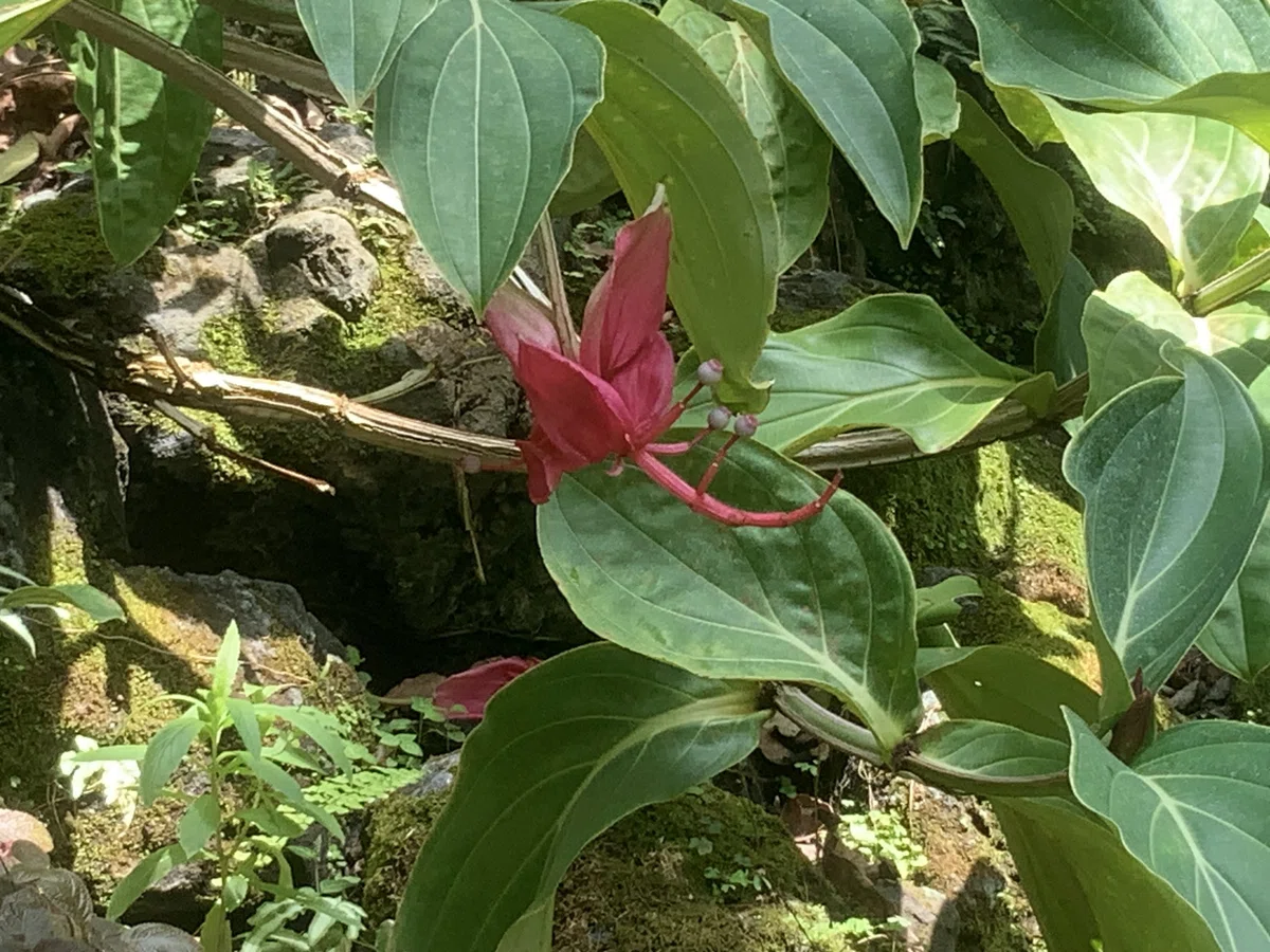 火の鳥」（京都府立植物園）：2025年8月2日（土）｜藤井秀昭（『京都 