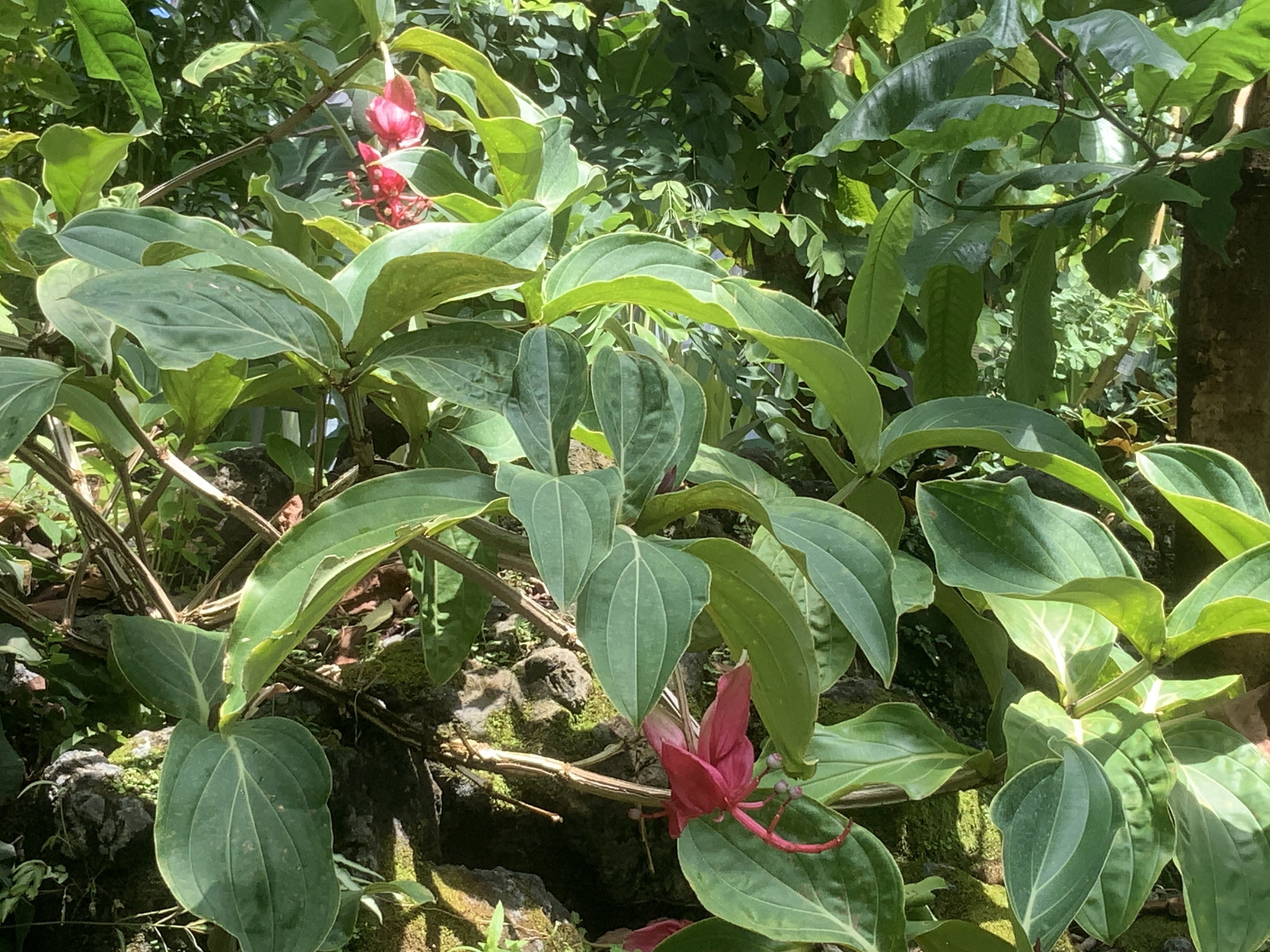 火の鳥」（京都府立植物園）：2025年8月2日（土）｜藤井秀昭（『京都