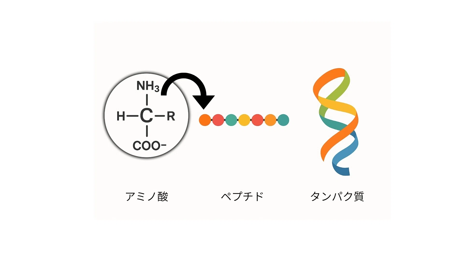 glutathione 意味 ペプチド グルタチオン アミノ酸 ペプチドとは 意味や使い方 Regulated cell death pathways cat energy supplement SIZE:300g