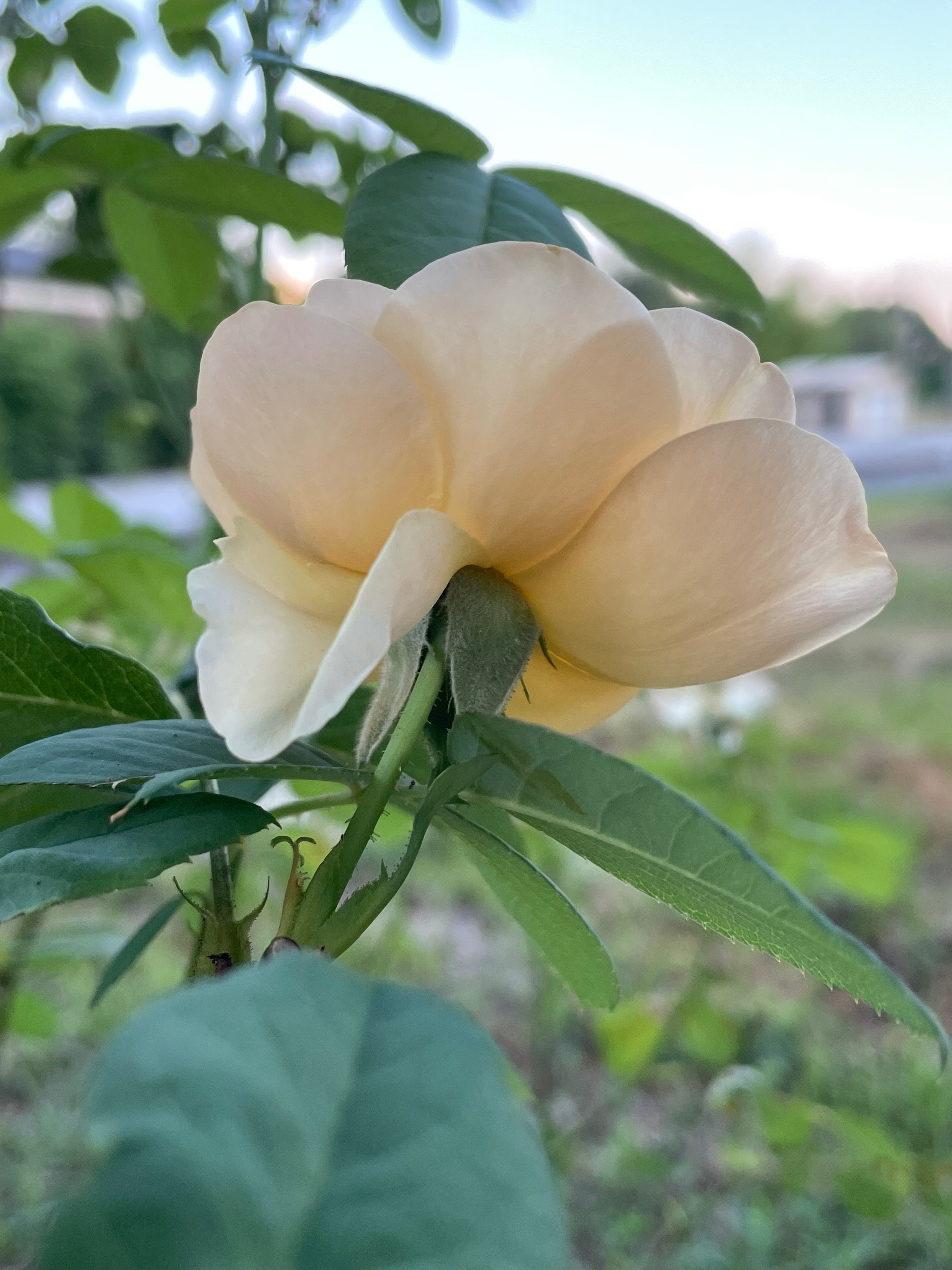 光明メモ》7月の花｜馬喰の娘