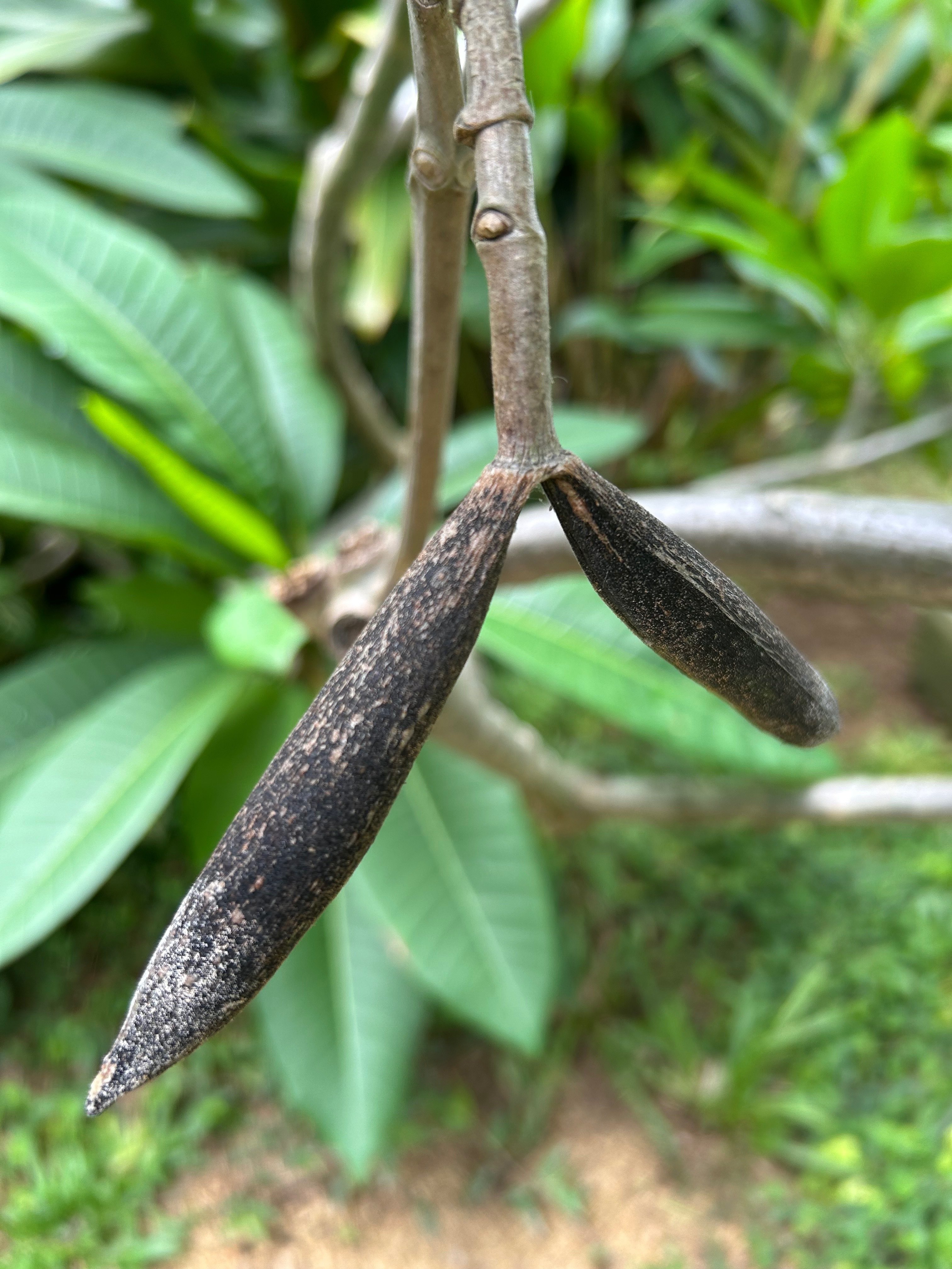 はじめての、その先へ #65 パキラとプルメリアの種、その後｜アベアヤ