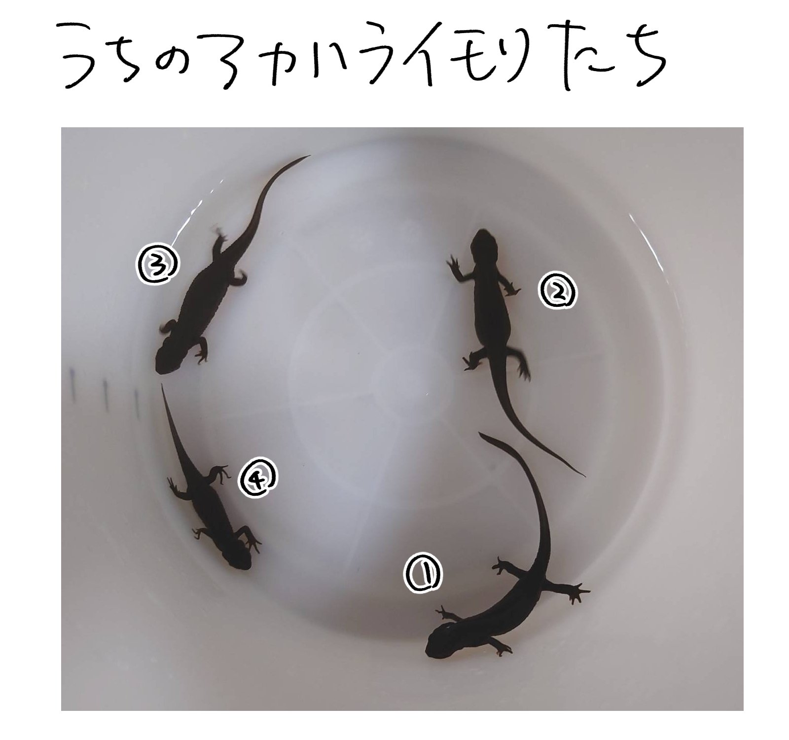 アカハライモリ 美個体 おまけ付き