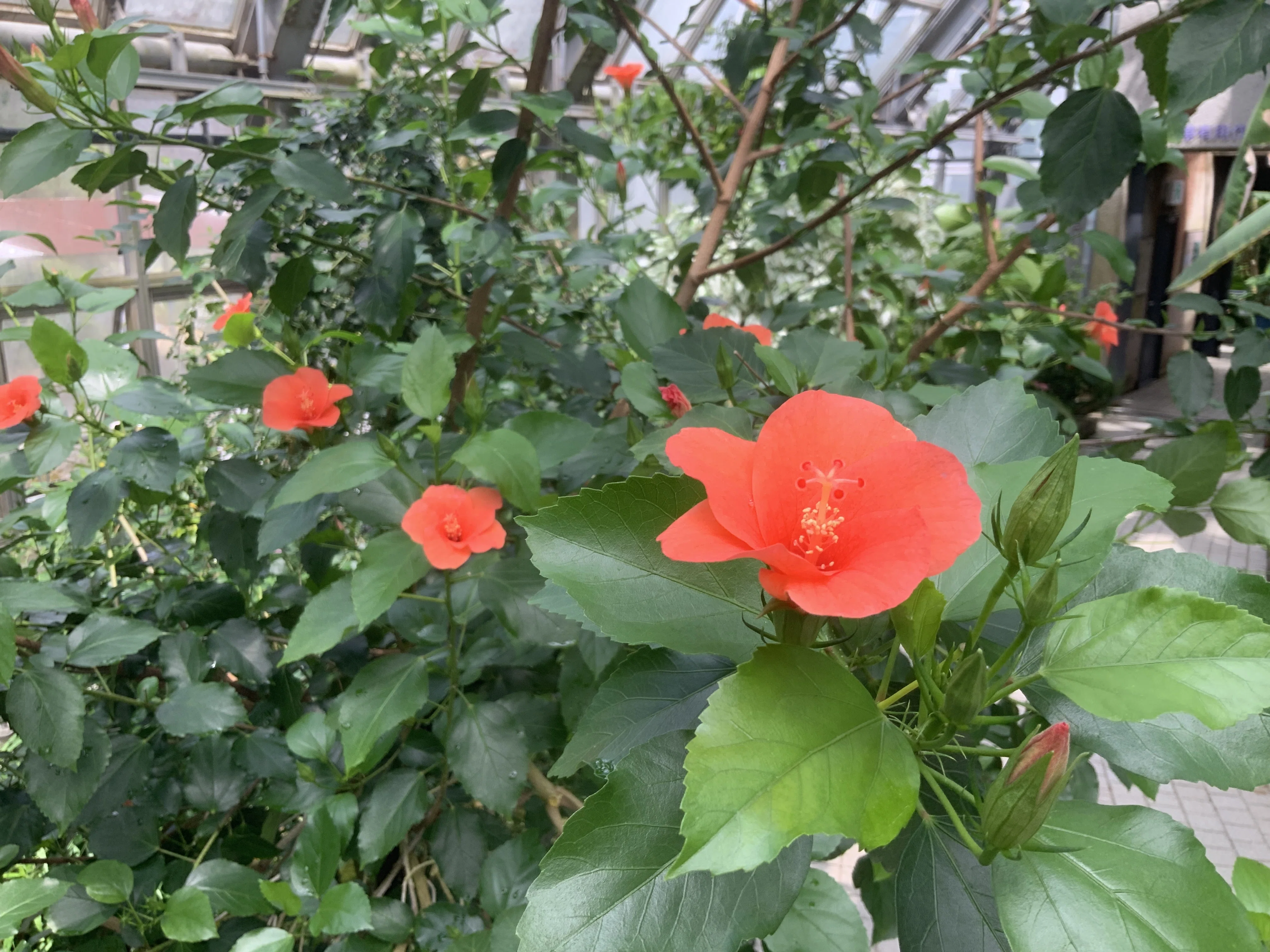 ハイビスカス（京都府立植物園）：2025年7月29日（火）｜藤井秀昭