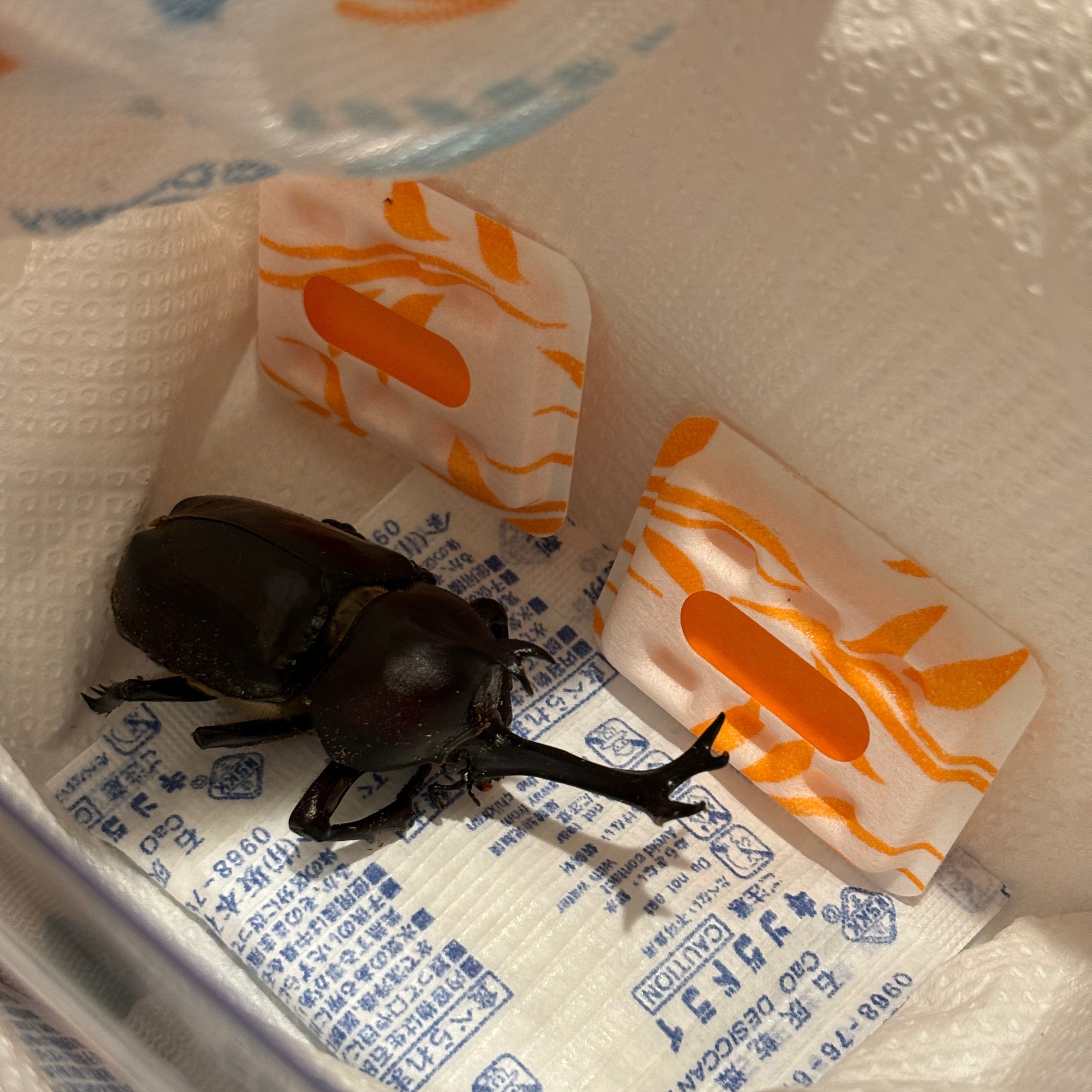 カブトムシ標本 挑戦します！！｜いちかくんママ