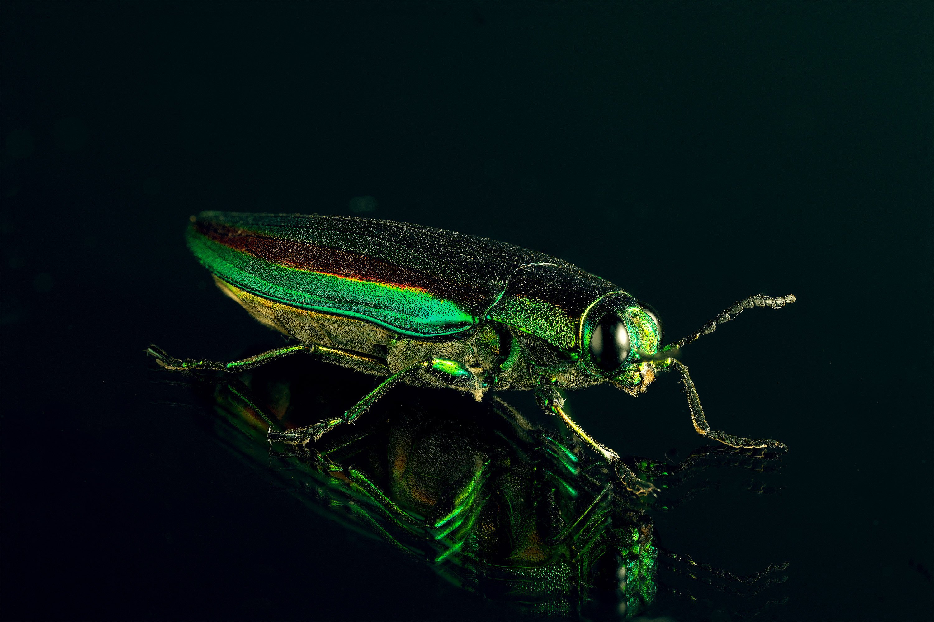 宝石以上。｜ちいさな島