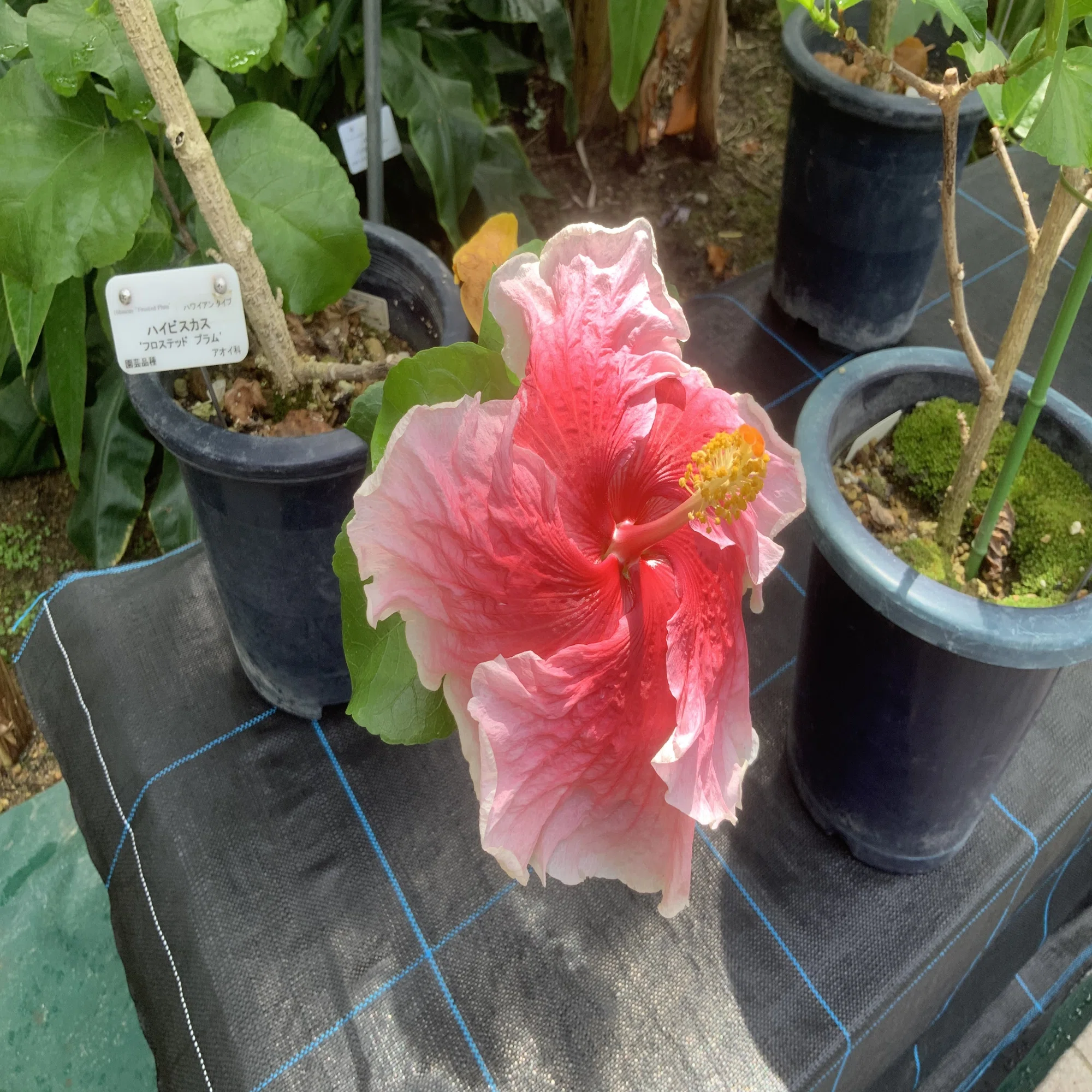ハイビスカス（京都府立植物園）：2025年7月29日（火）｜藤井秀昭 